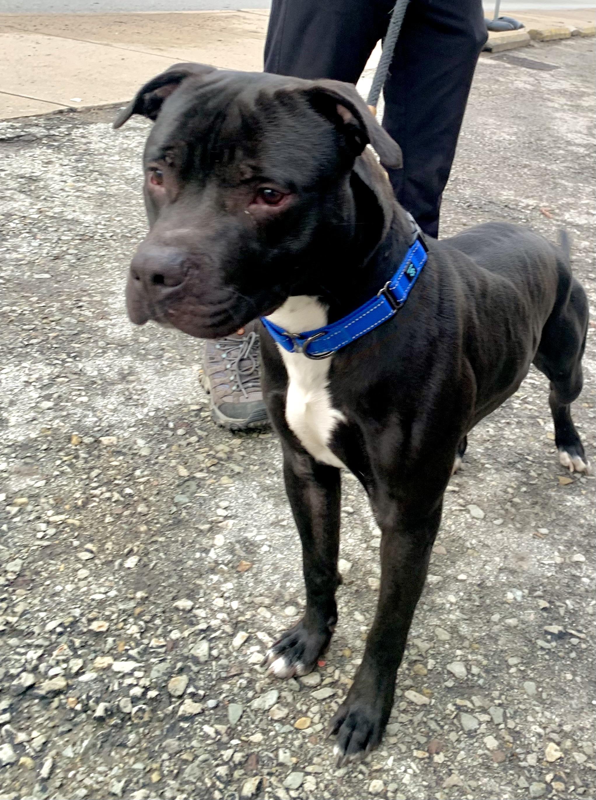 Coal, a ADOPTABLE Mixed Breed in McKeesport, PA image 5/6