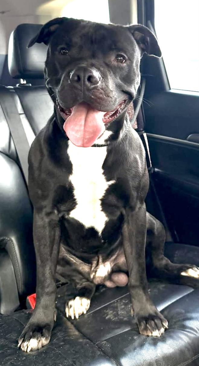 Coal, a ADOPTABLE Mixed Breed in McKeesport, PA image 2/6