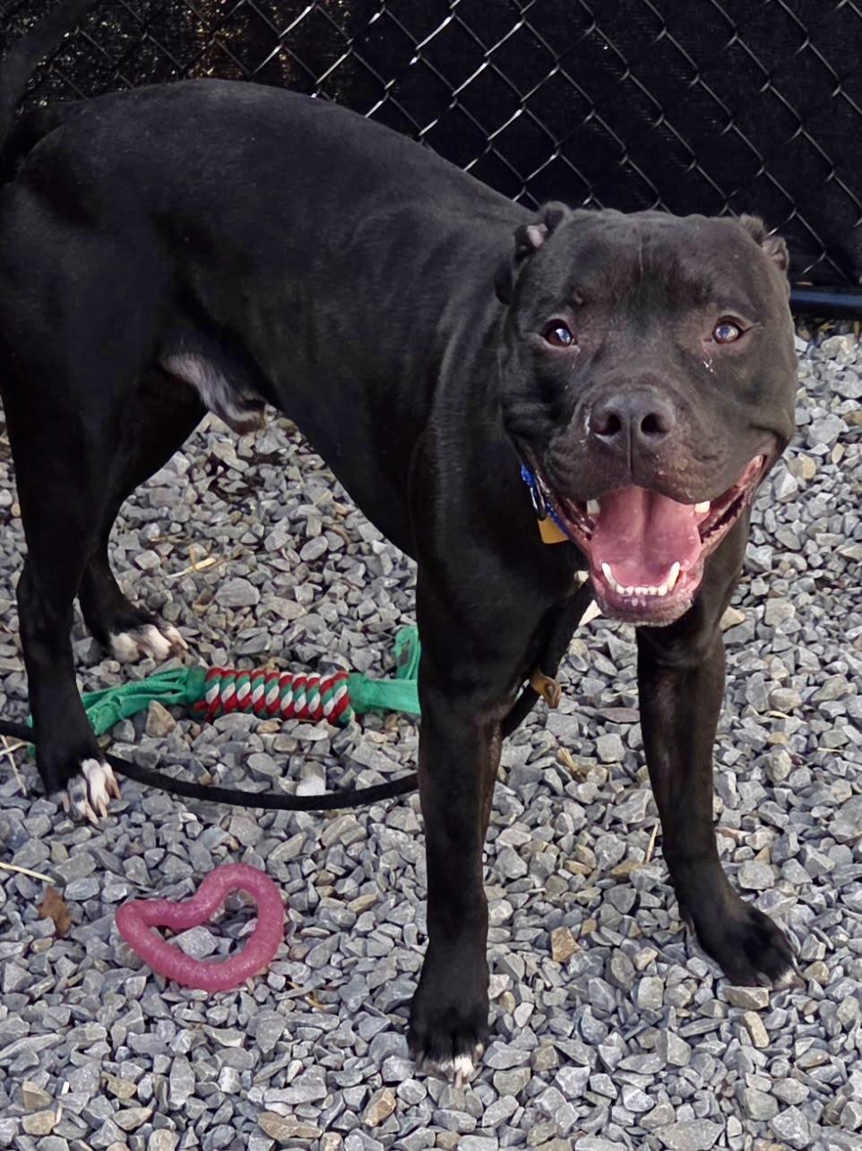 Coal, a ADOPTABLE Mixed Breed in McKeesport, PA image 4/6