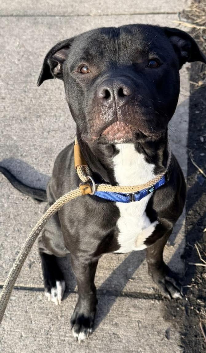 Coal, a ADOPTABLE Mixed Breed in McKeesport, PA image 6/6