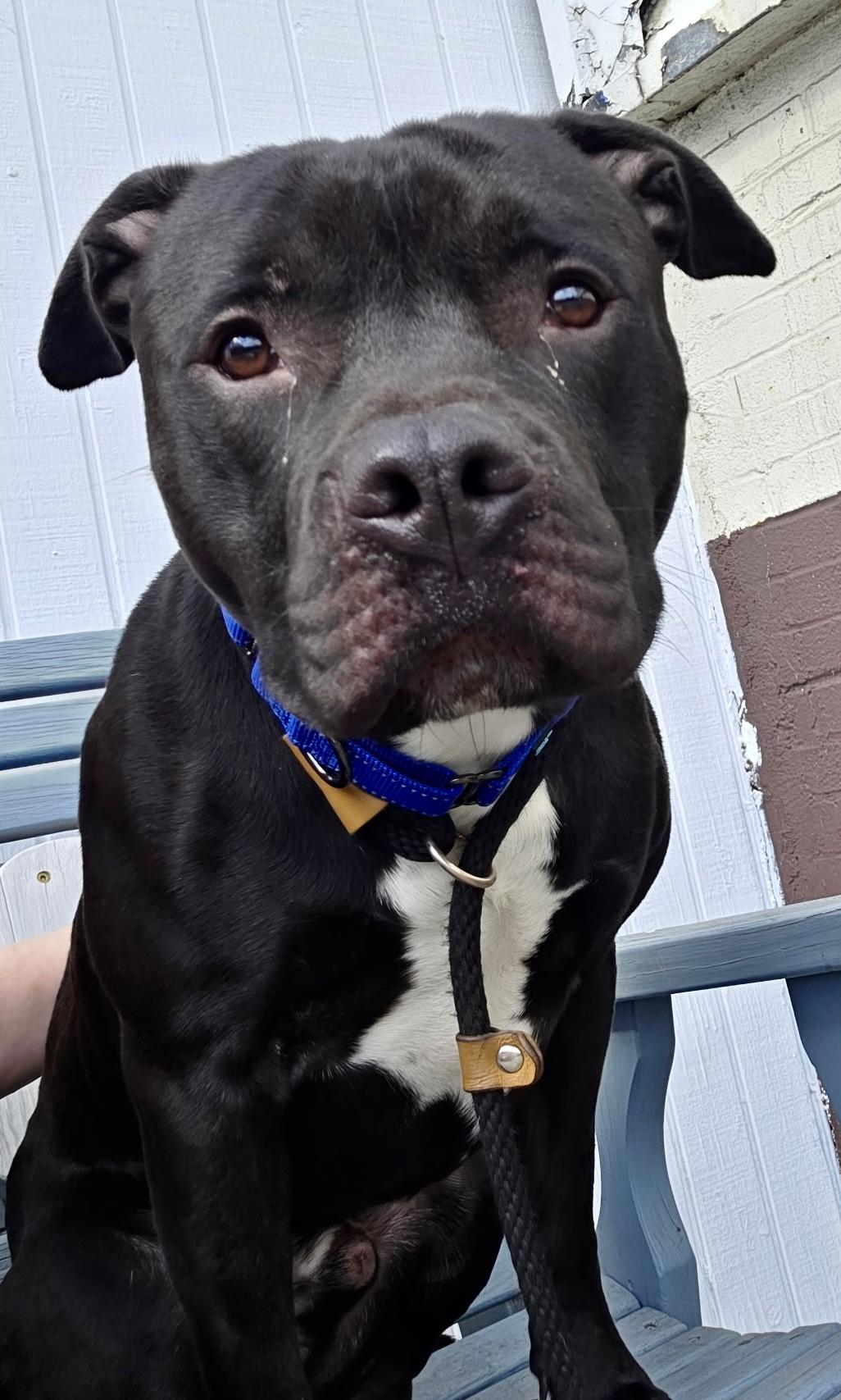 Coal, a ADOPTABLE Mixed Breed in McKeesport, PA image 3/6