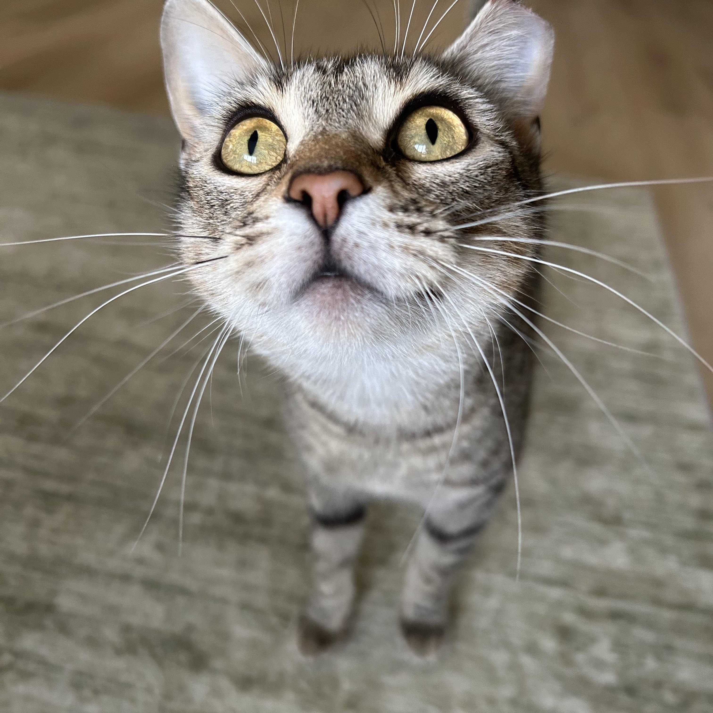 Enlarge Willow II, an adopted Domestic Short Hair in Latham, NY image 1/6