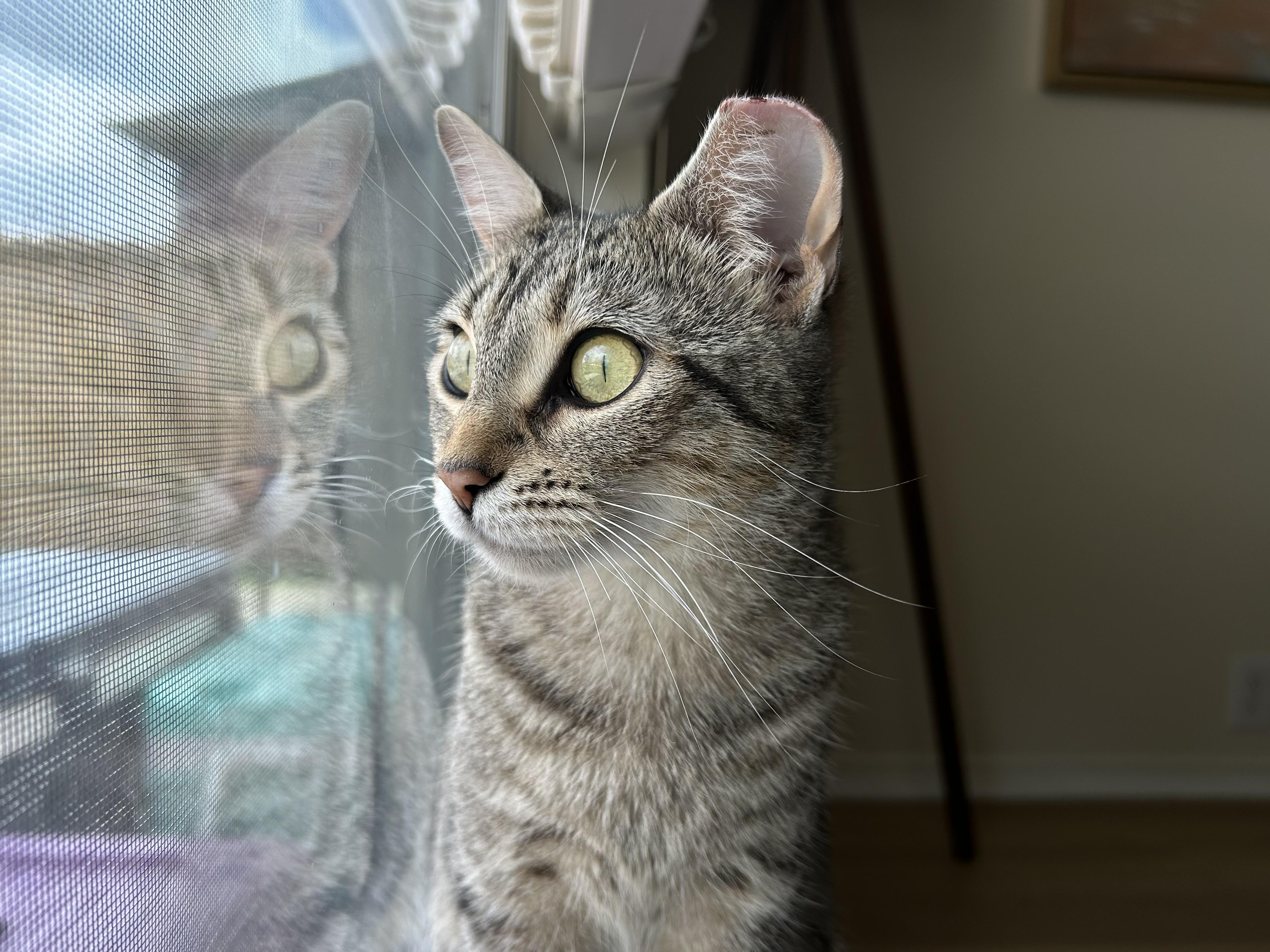 Enlarge Willow II, an adopted Domestic Short Hair in Latham, NY image 4/6