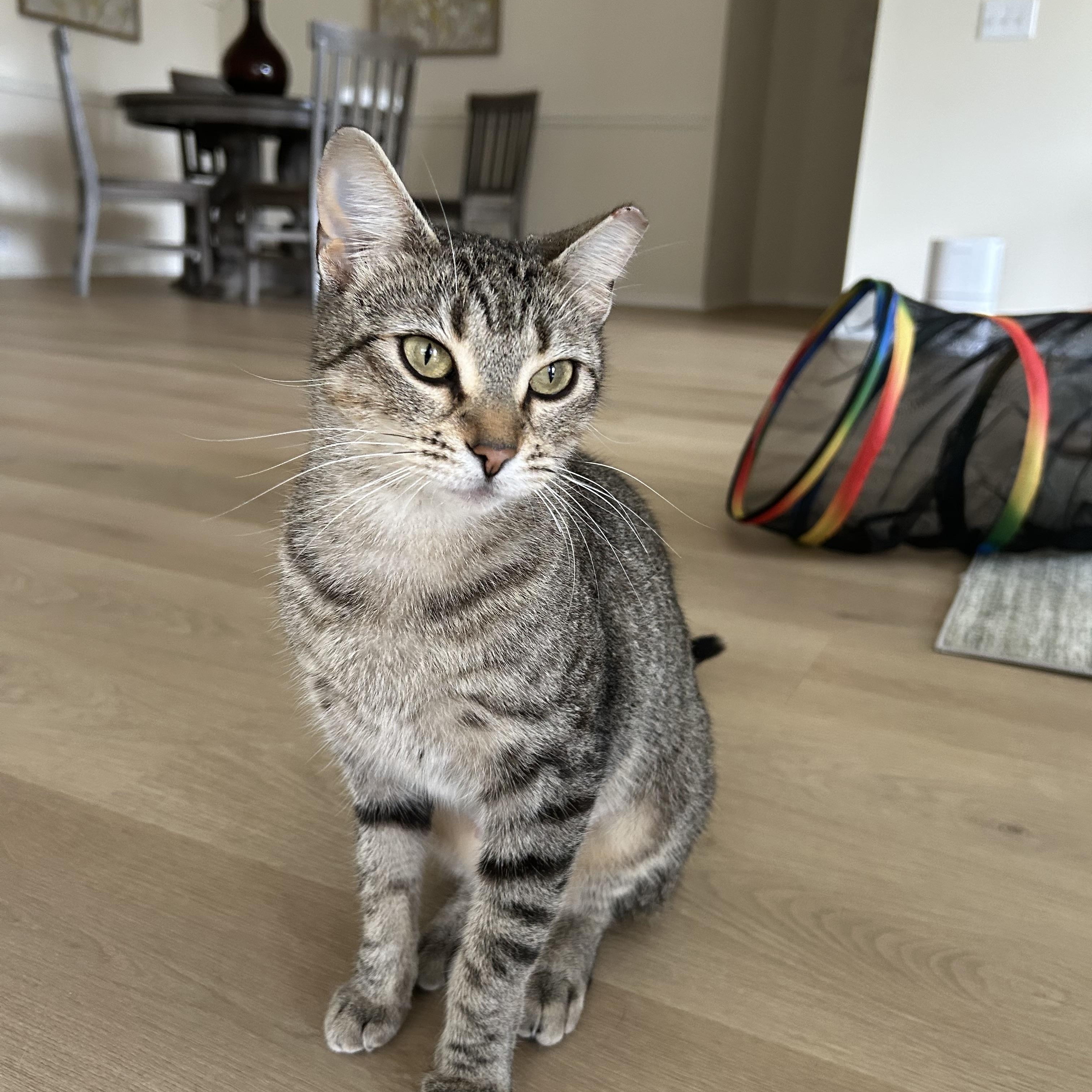 Enlarge Willow II, an adopted Domestic Short Hair in Latham, NY image 3/6