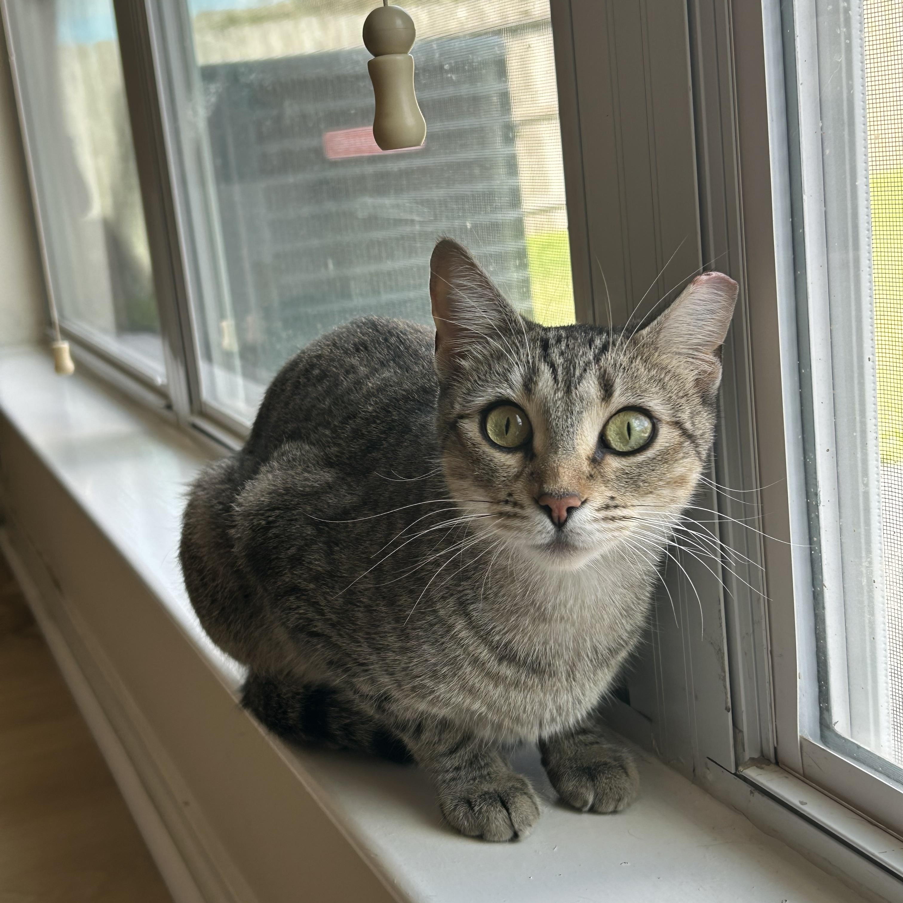 Enlarge Willow II, an adopted Domestic Short Hair in Latham, NY image 2/6