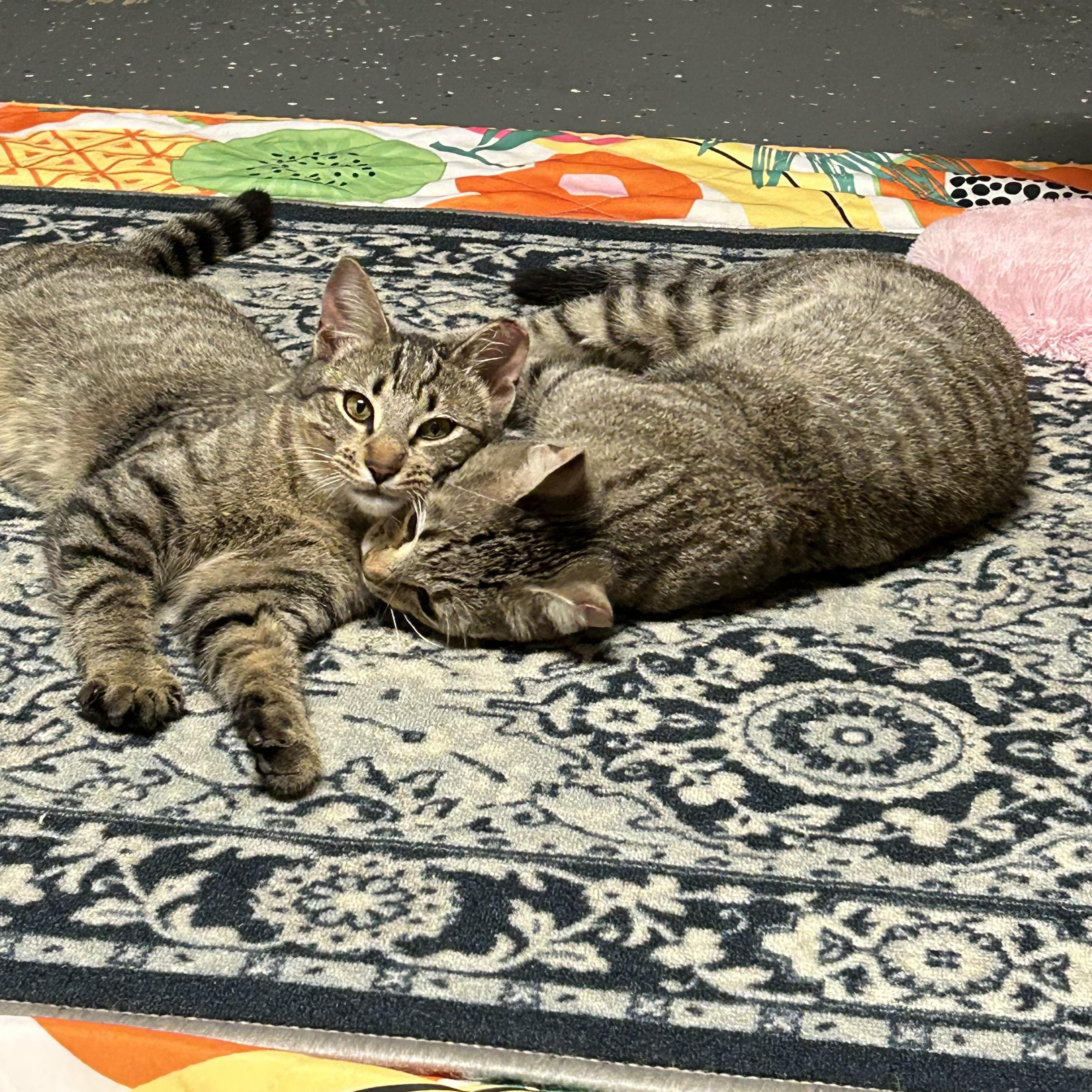 Enlarge Willow II, an adopted Domestic Short Hair in Latham, NY image 5/6