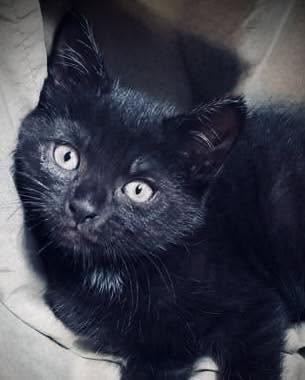 Enlarge JellyBean, a Adoptable mixed breed in Long Beach, NY image 1/1