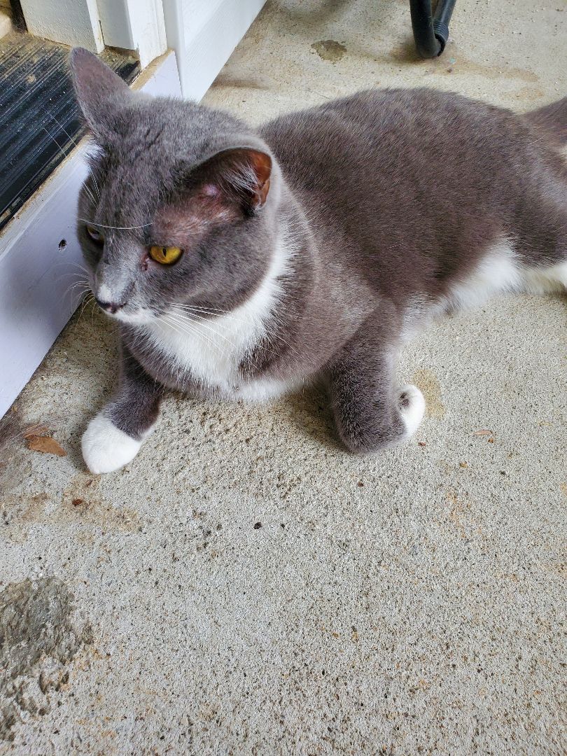 Ladybug, Adoptable, Adult Female Domestic Short Hair.