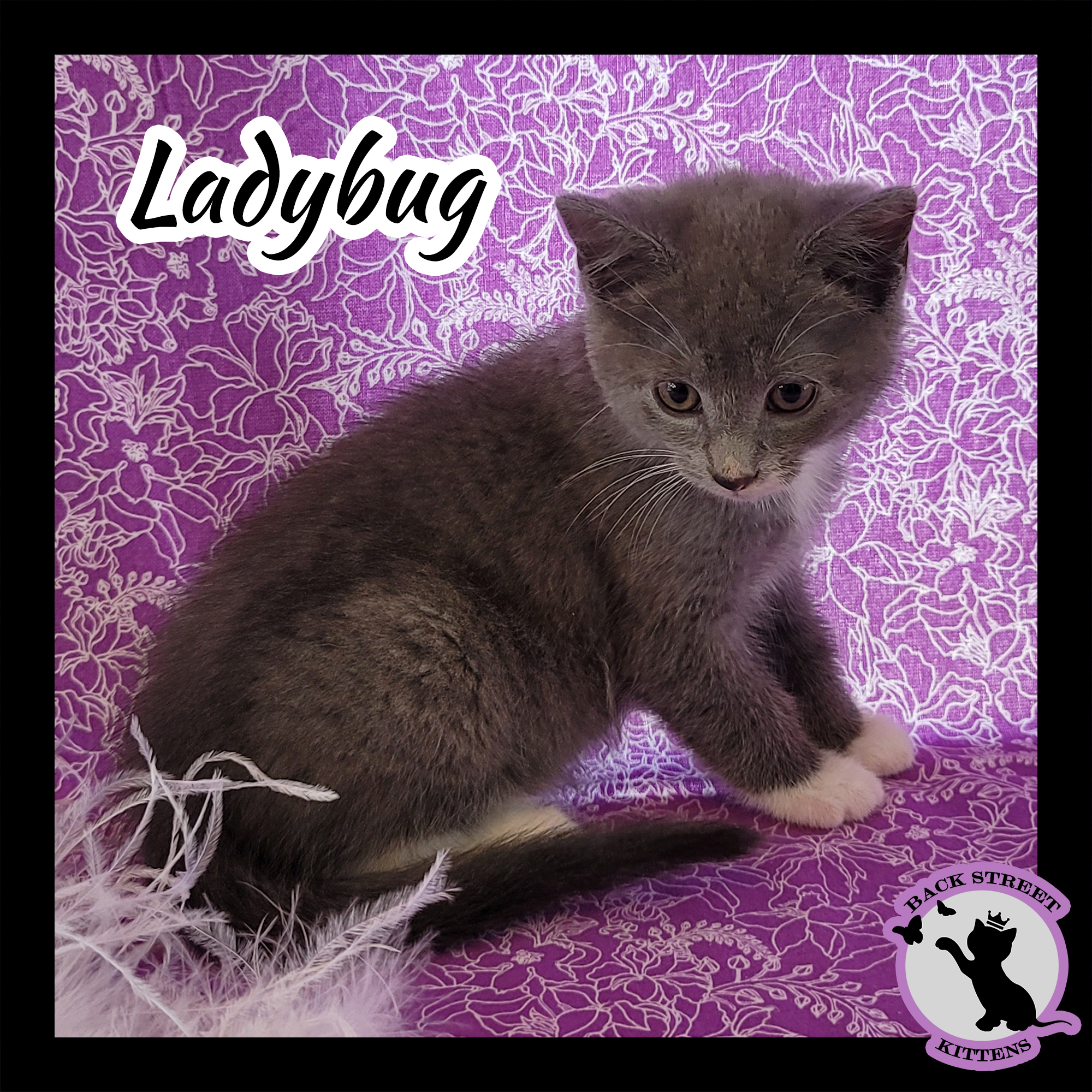 Enlarge Ladybug, a Adoptable Domestic Short Hair in Dacula, GA image 3/12