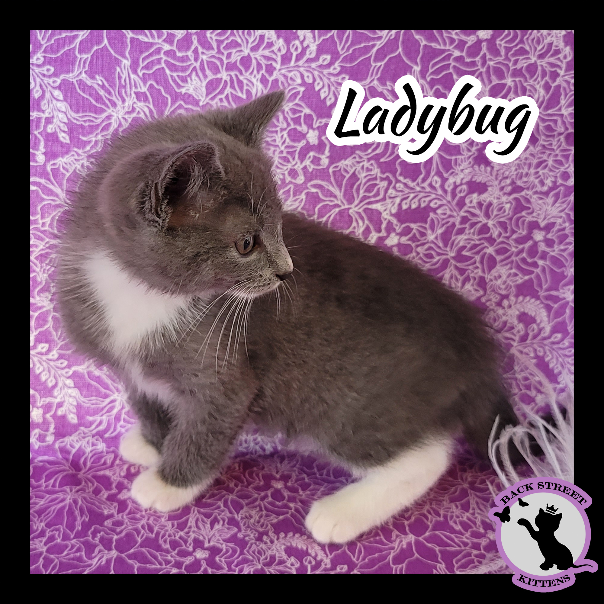 Enlarge Ladybug, a Adoptable Domestic Short Hair in Dacula, GA image 5/12