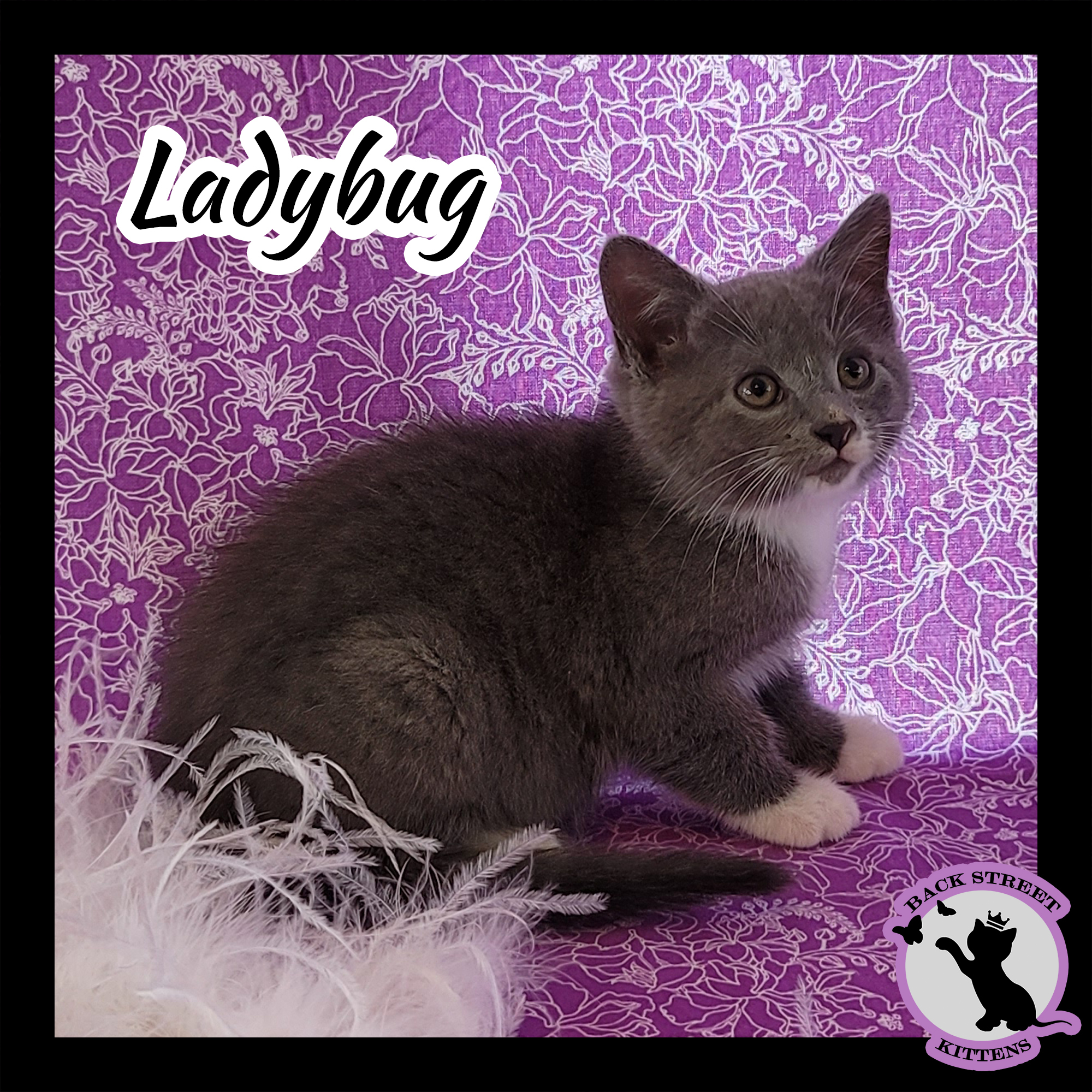 Enlarge Ladybug, a Adoptable Domestic Short Hair in Dacula, GA image 6/12