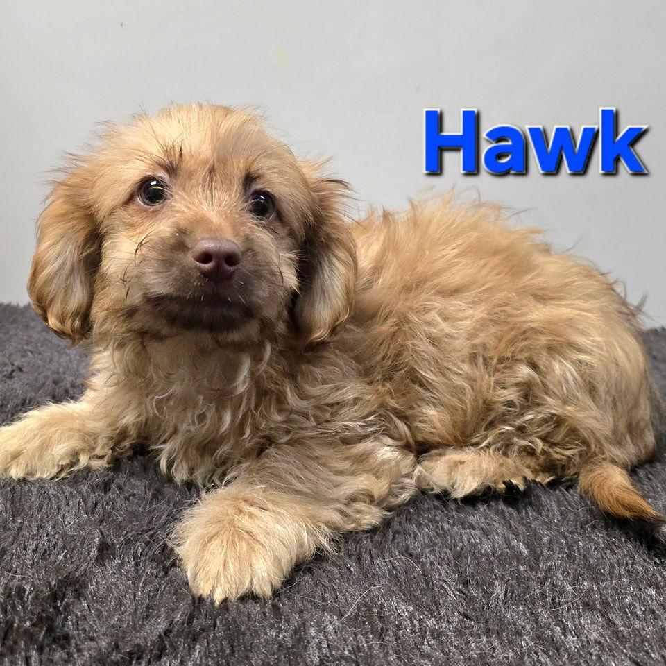Hawk, Adopted, Puppy Male Spaniel.