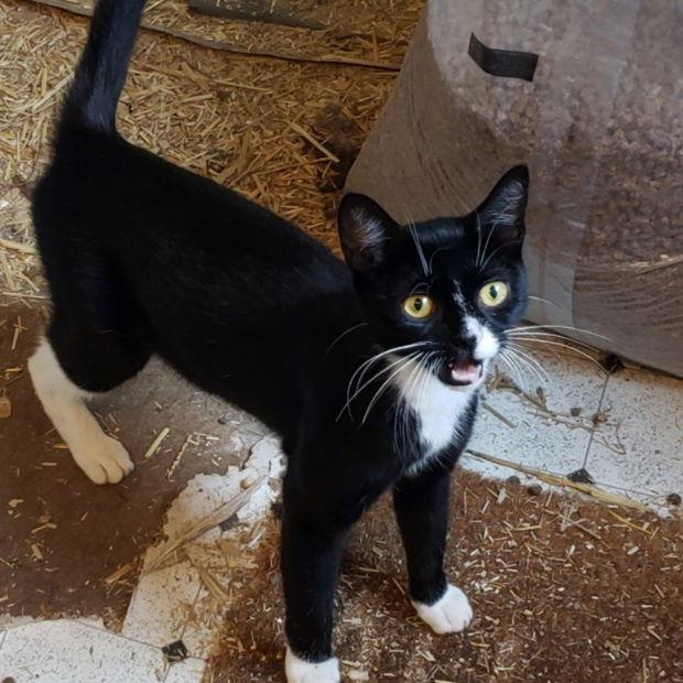 Radar, Adoptable, Young Female Domestic Short Hair & Tuxedo.