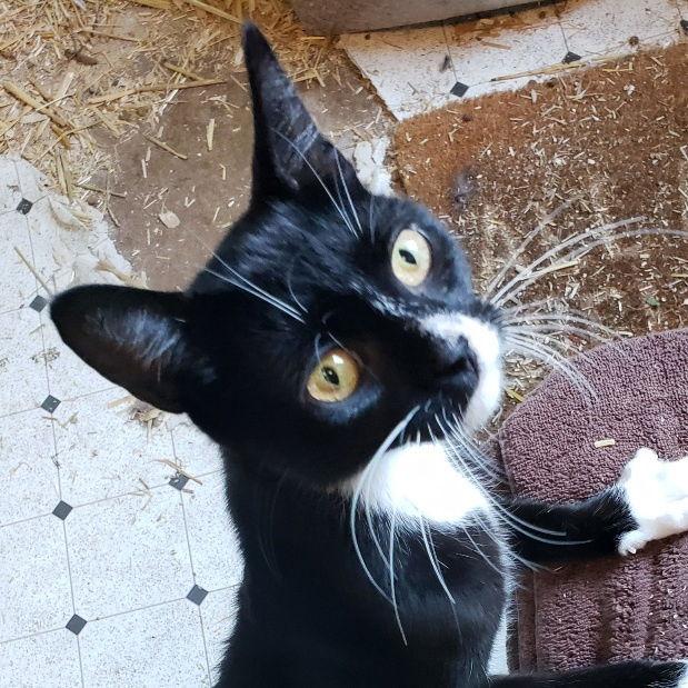 Enlarge Radar, a Adoptable mixed breed in Fishkill, NY image 2/2