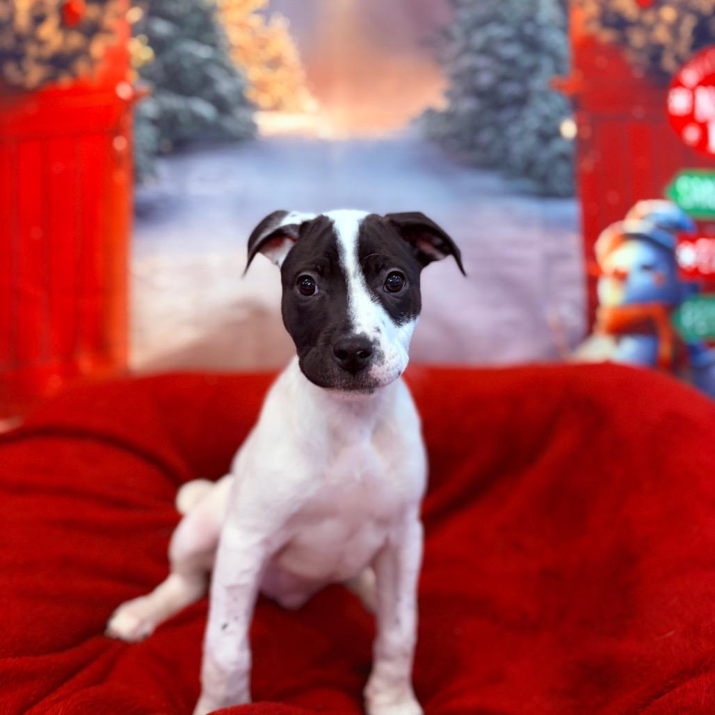 Enlarge Pudding, an adoptable mixed breed in Fenton, MI image 3/3