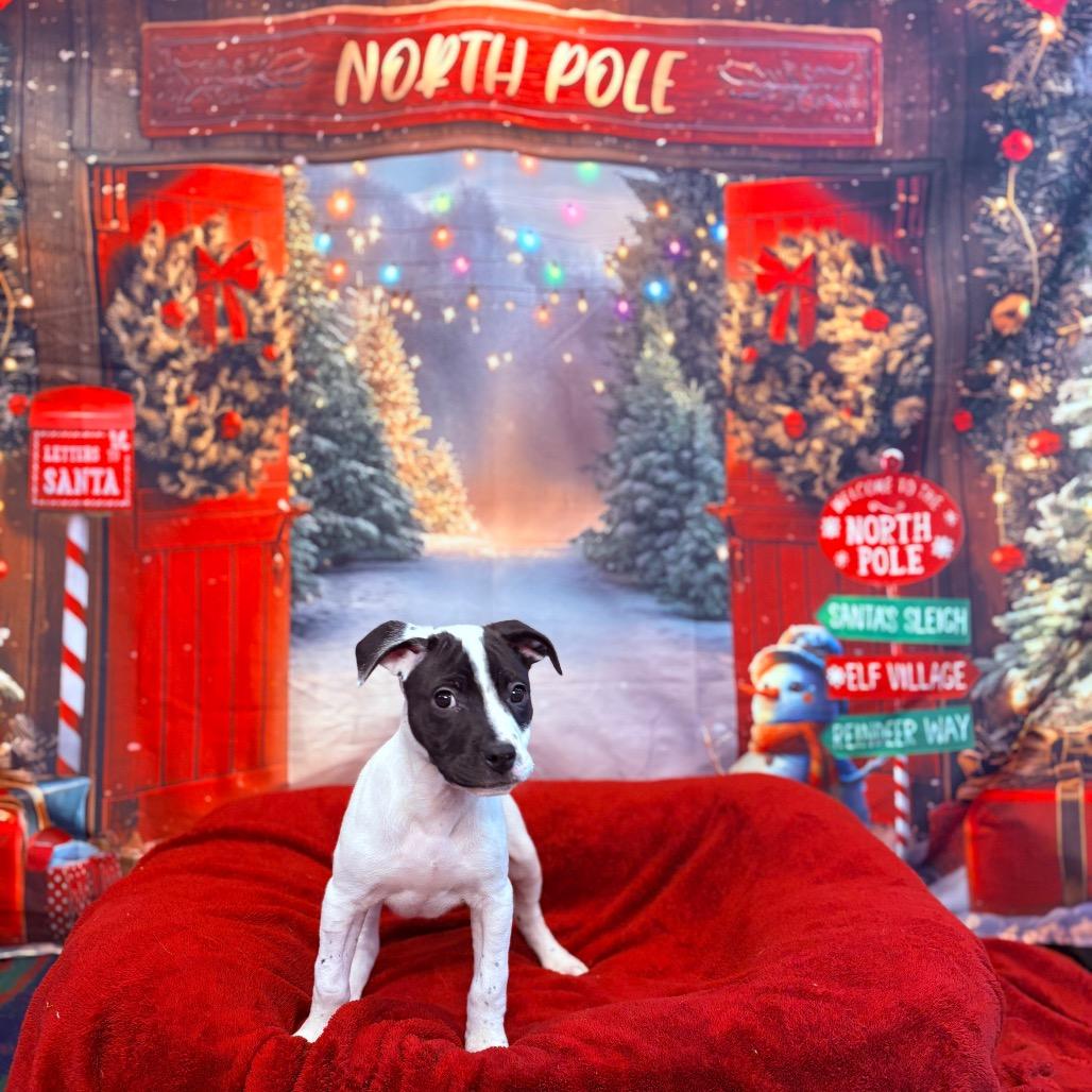 Enlarge Pudding, an adoptable mixed breed in Fenton, MI image 2/3