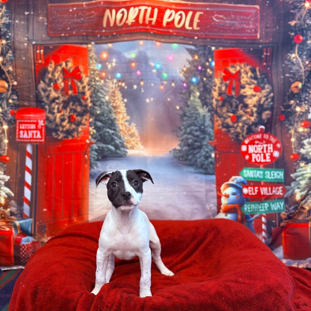 Enlarge Pudding, an adoptable mixed breed in Fenton, MI image 1/3