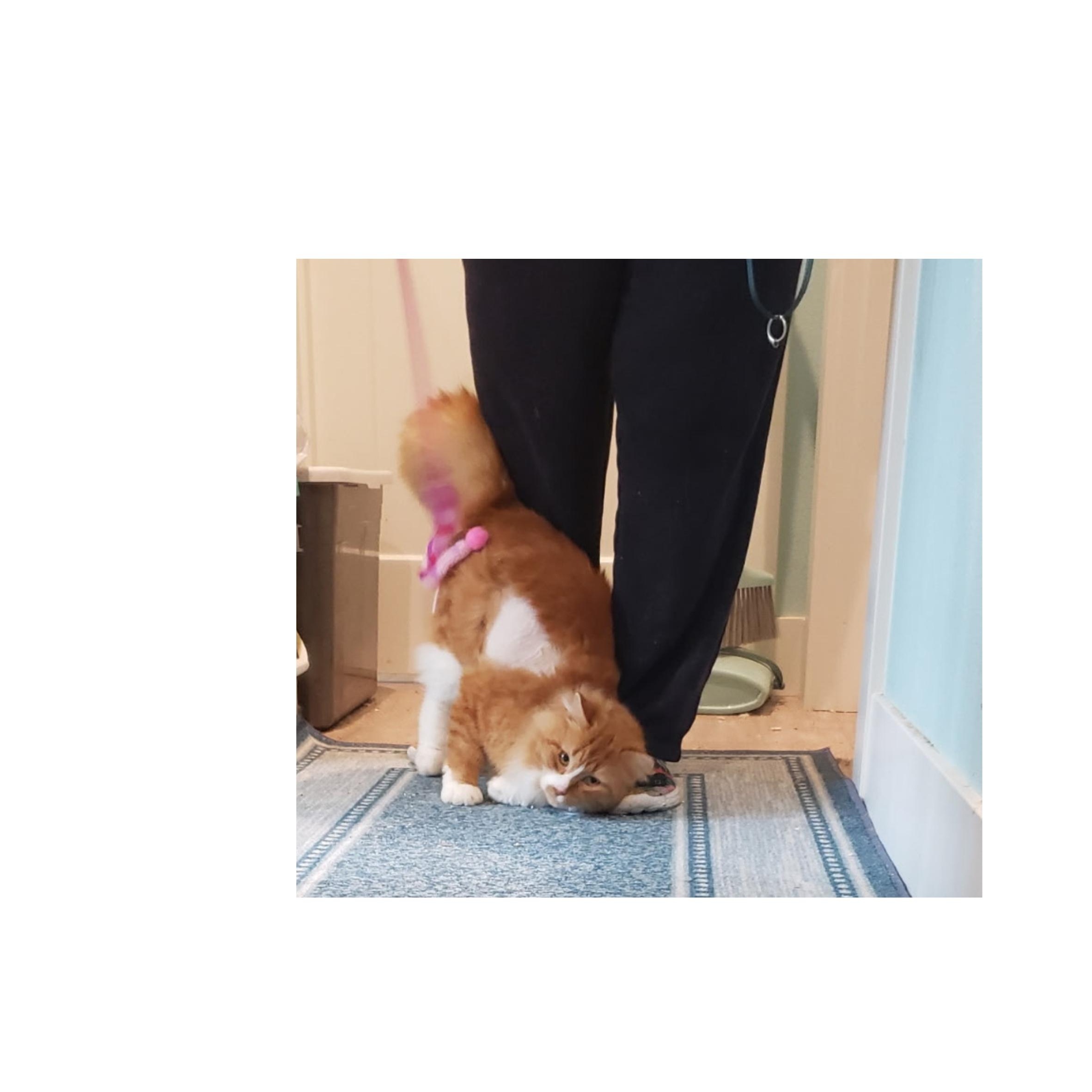 Enlarge Conan bonded with Zelda, an adoptable mixed breed in Silverton, OR image 3/4