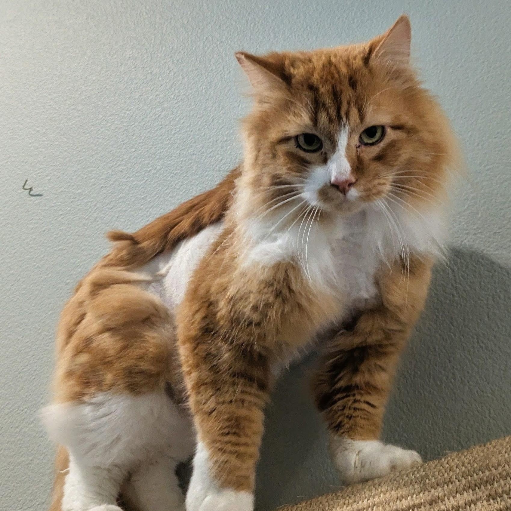 Enlarge Conan bonded with Zelda, an adoptable mixed breed in Silverton, OR image 2/4