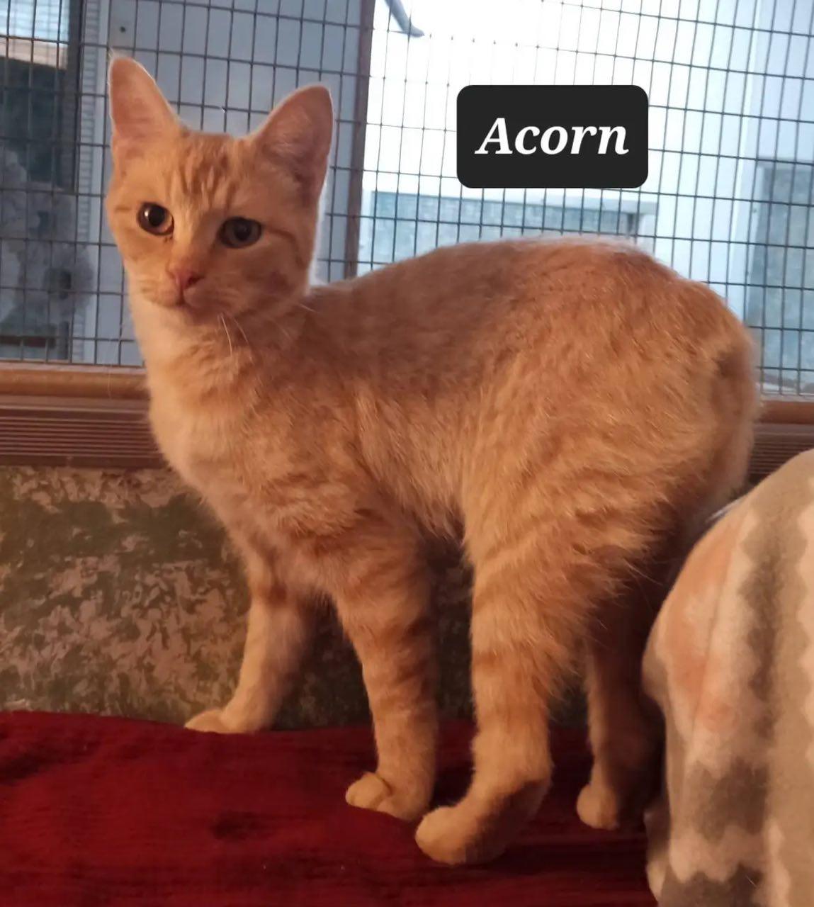 Acorn