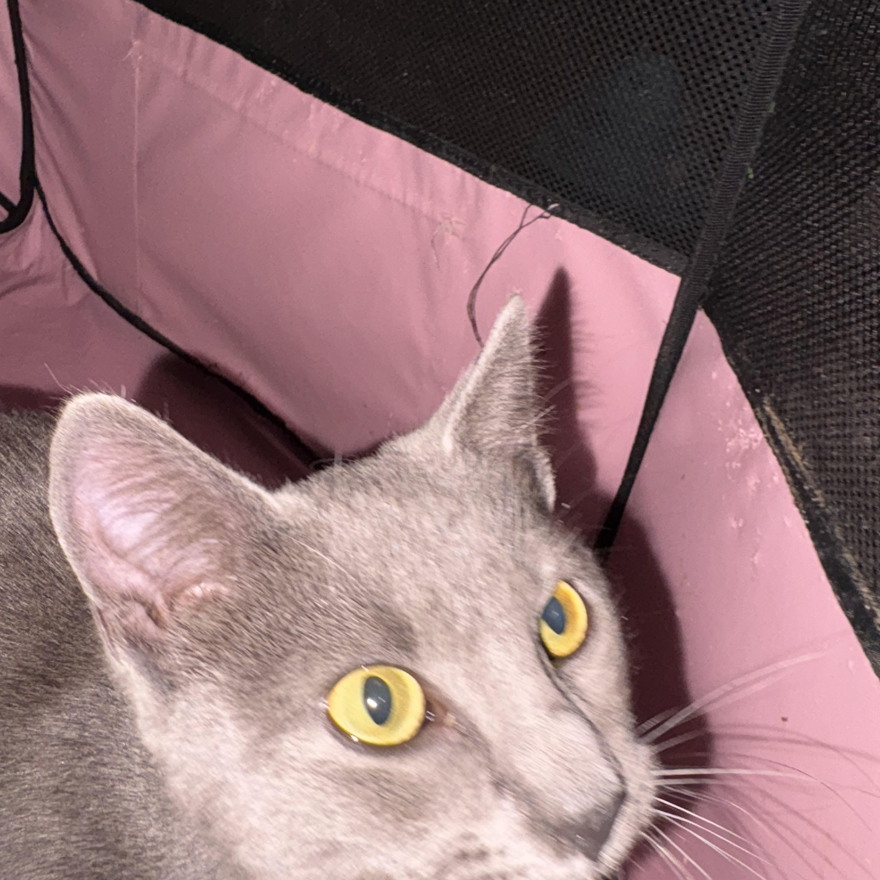 Enlarge Dryer Lint, an adopted Domestic Short Hair in LITTLE MOUNTAIN, SC image 3/5