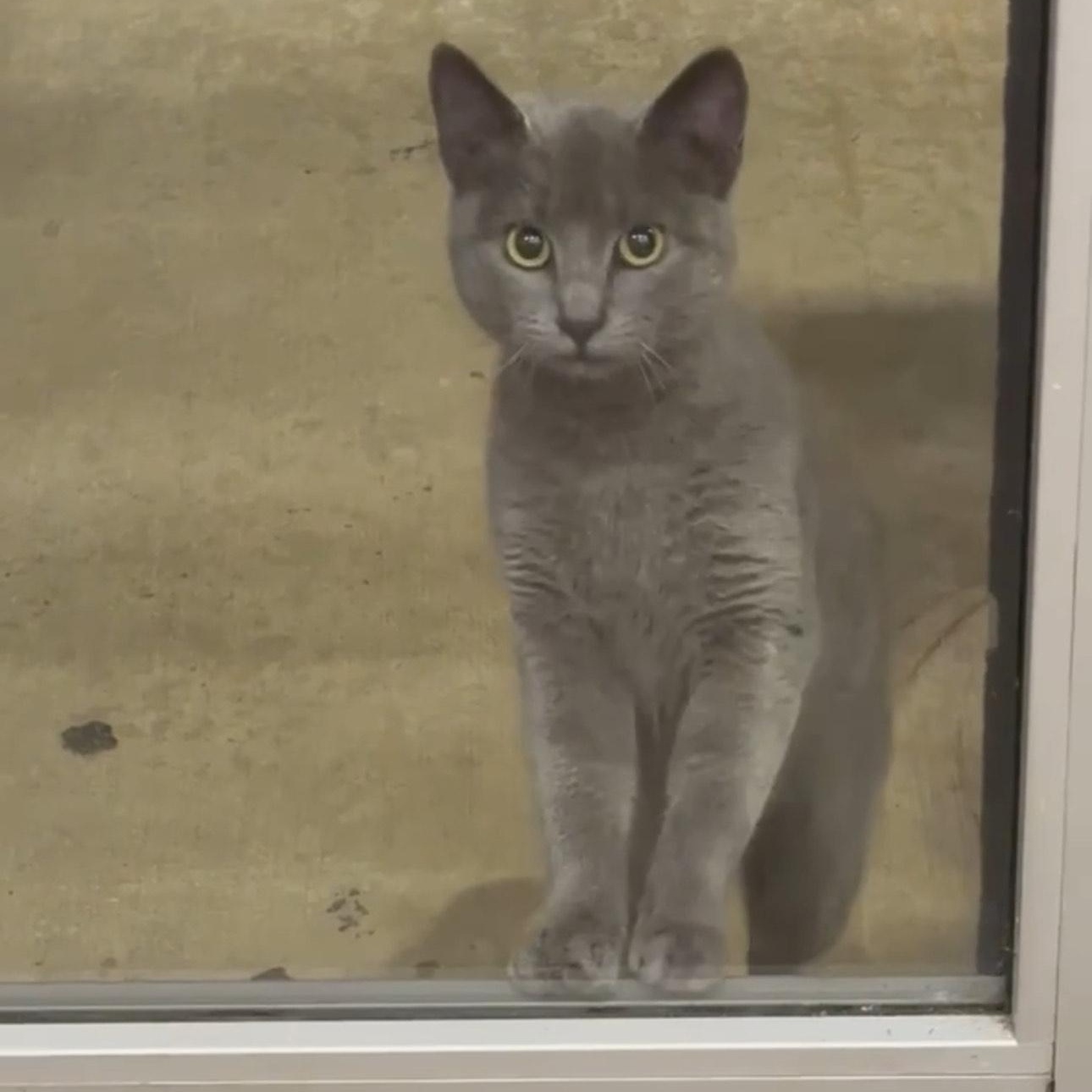 Enlarge Dryer Lint, an adopted Domestic Short Hair in LITTLE MOUNTAIN, SC image 4/5