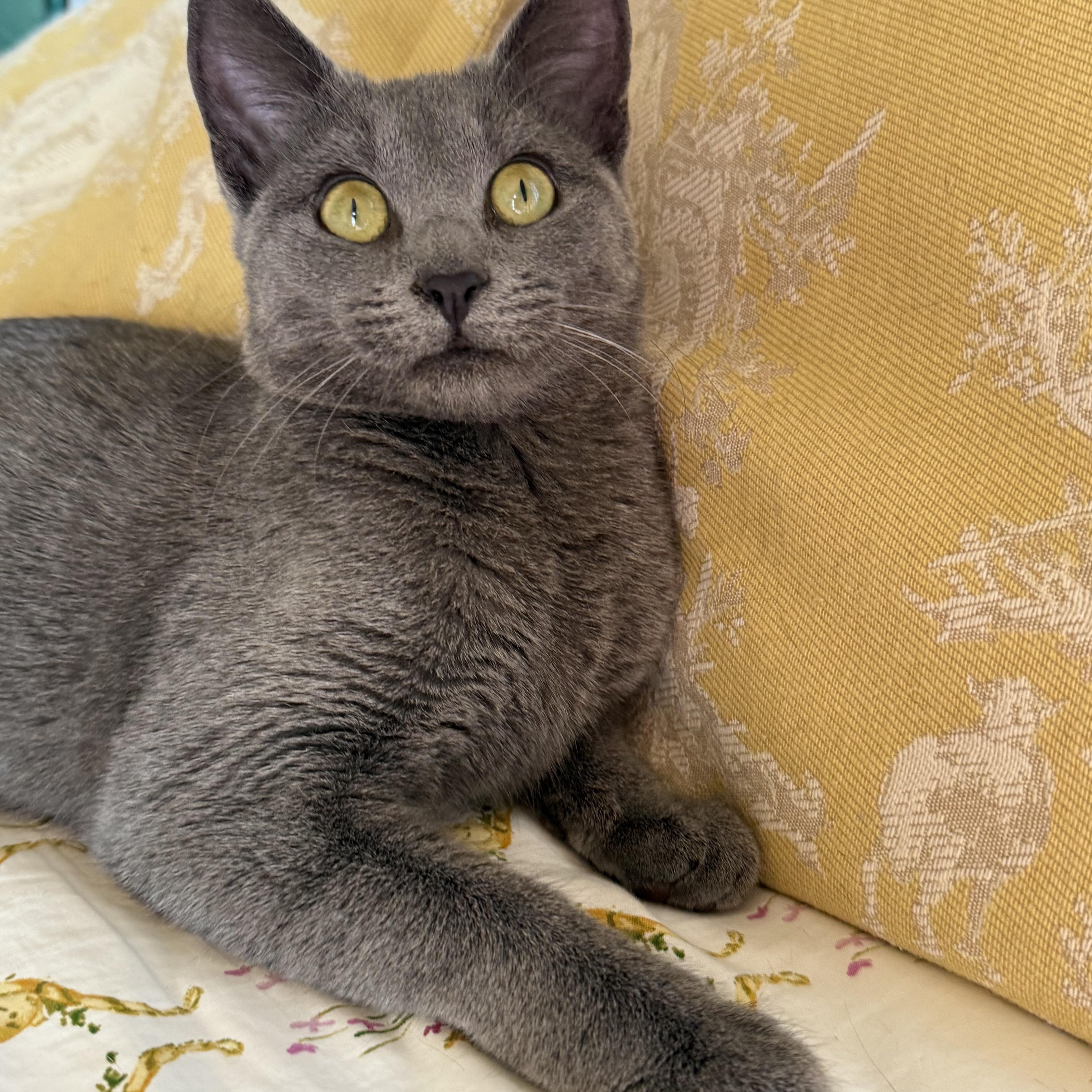 Enlarge Dryer Lint, an adopted Domestic Short Hair in LITTLE MOUNTAIN, SC image 5/5