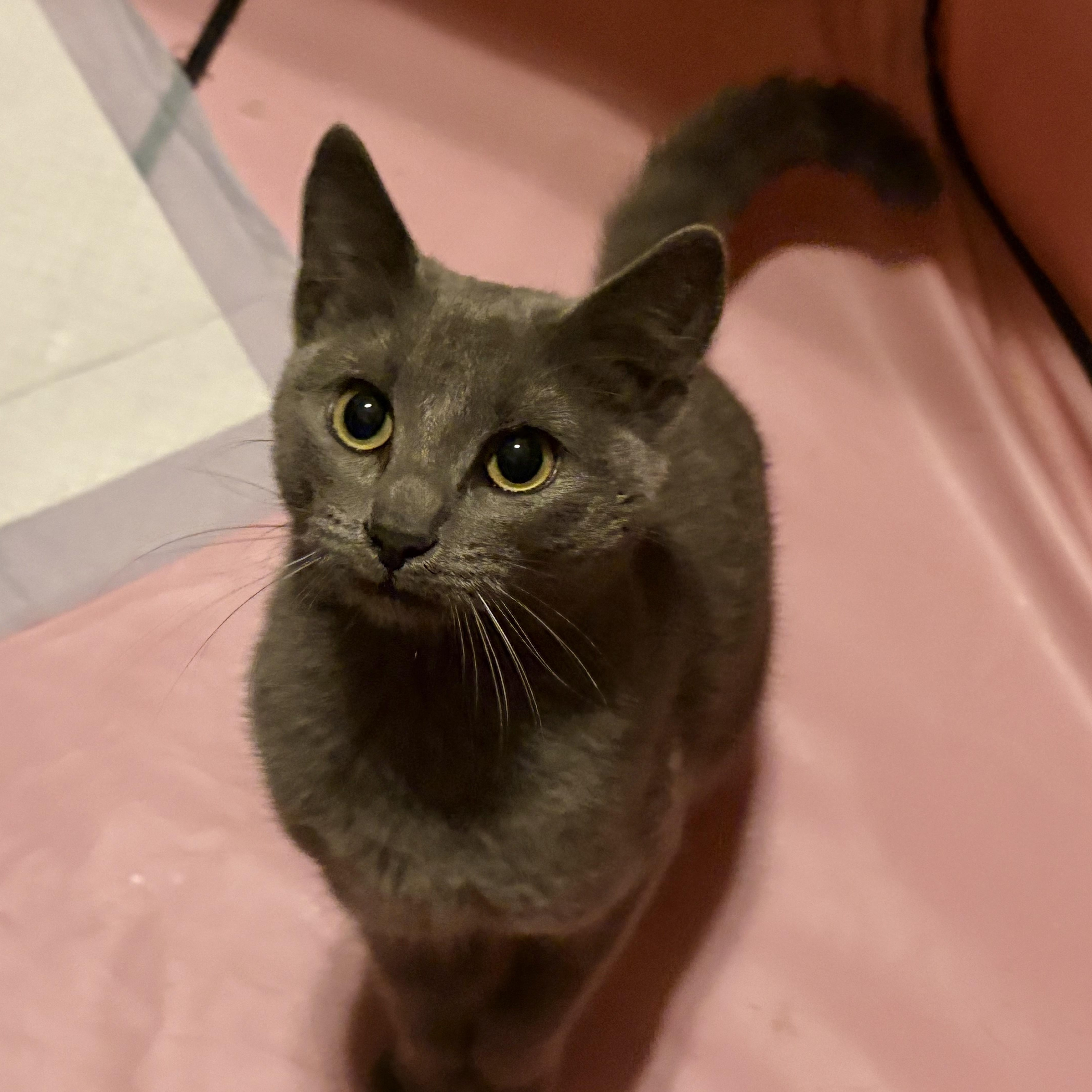 Enlarge Dryer Lint, an adopted Domestic Short Hair in LITTLE MOUNTAIN, SC image 2/5