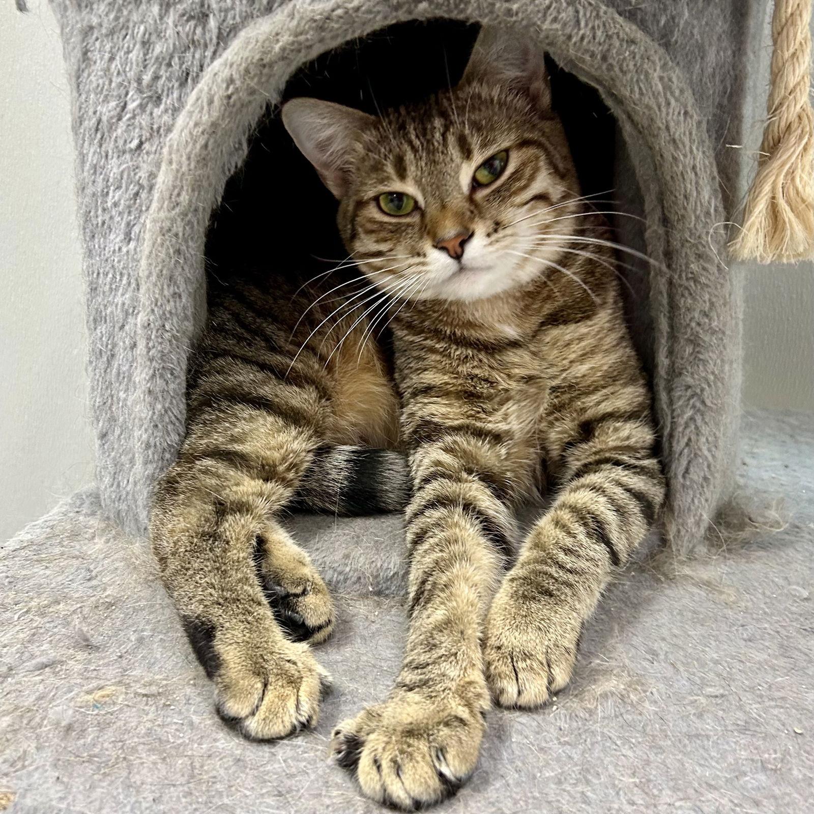 Dawn 2025, Adoptable, Young Female Tabby & Domestic Short Hair.