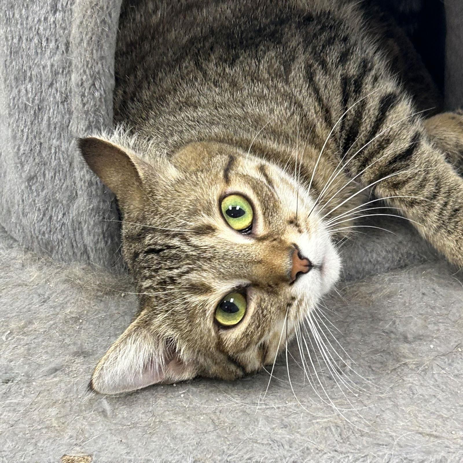 Dawn 2025, Adoptable, Young Female Tabby & Domestic Short Hair.