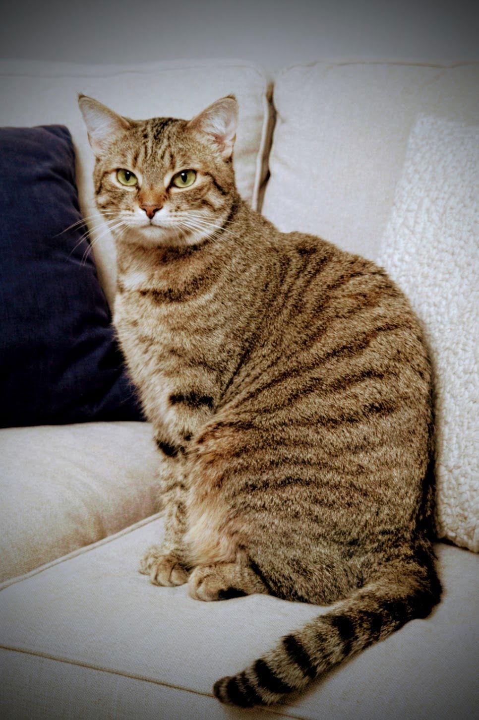 Dawn 2025, a Adoptable mixed breed in Norwood, OH image 2/3