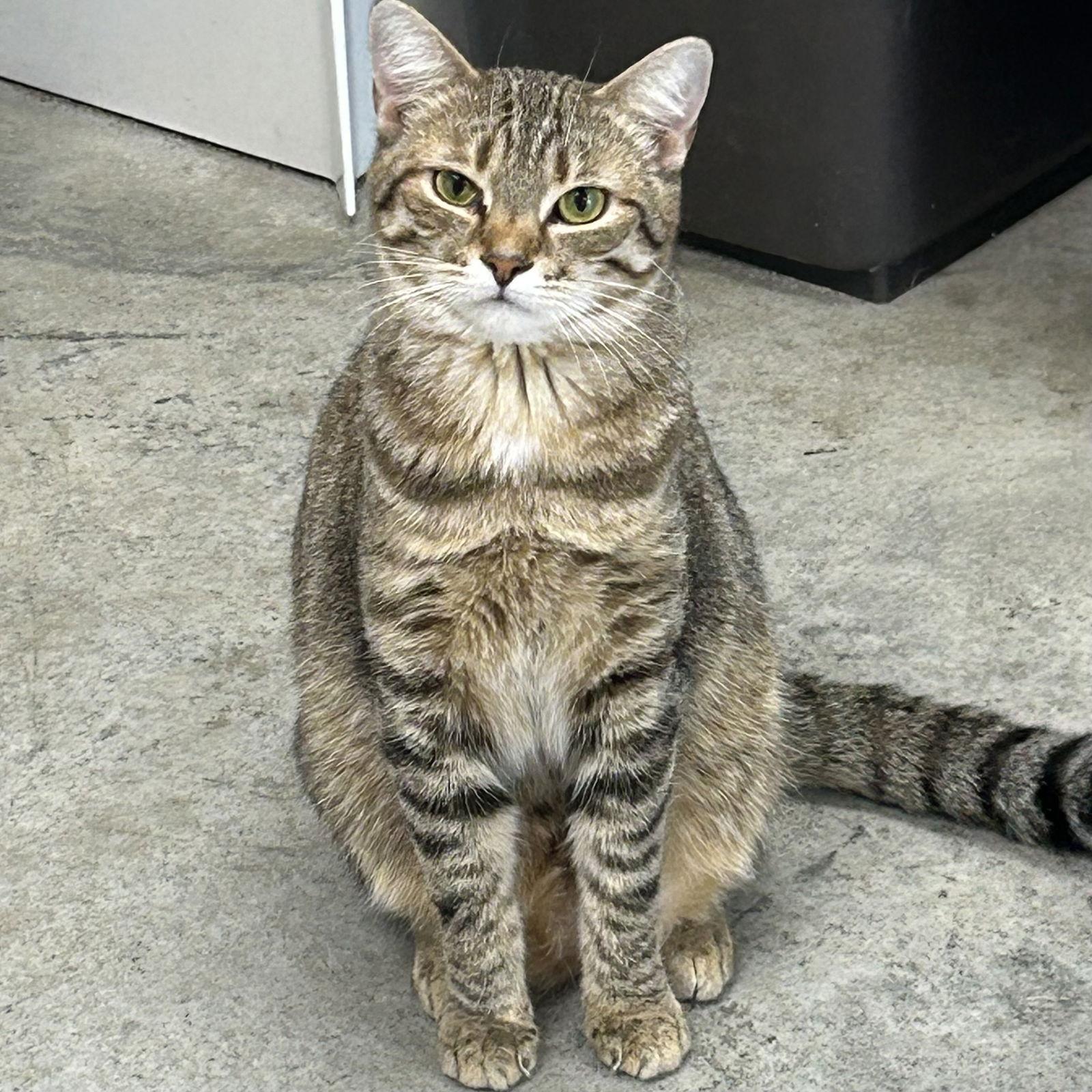 Enlarge Dawn 2025, a Adoptable mixed breed in Norwood, OH image 3/3