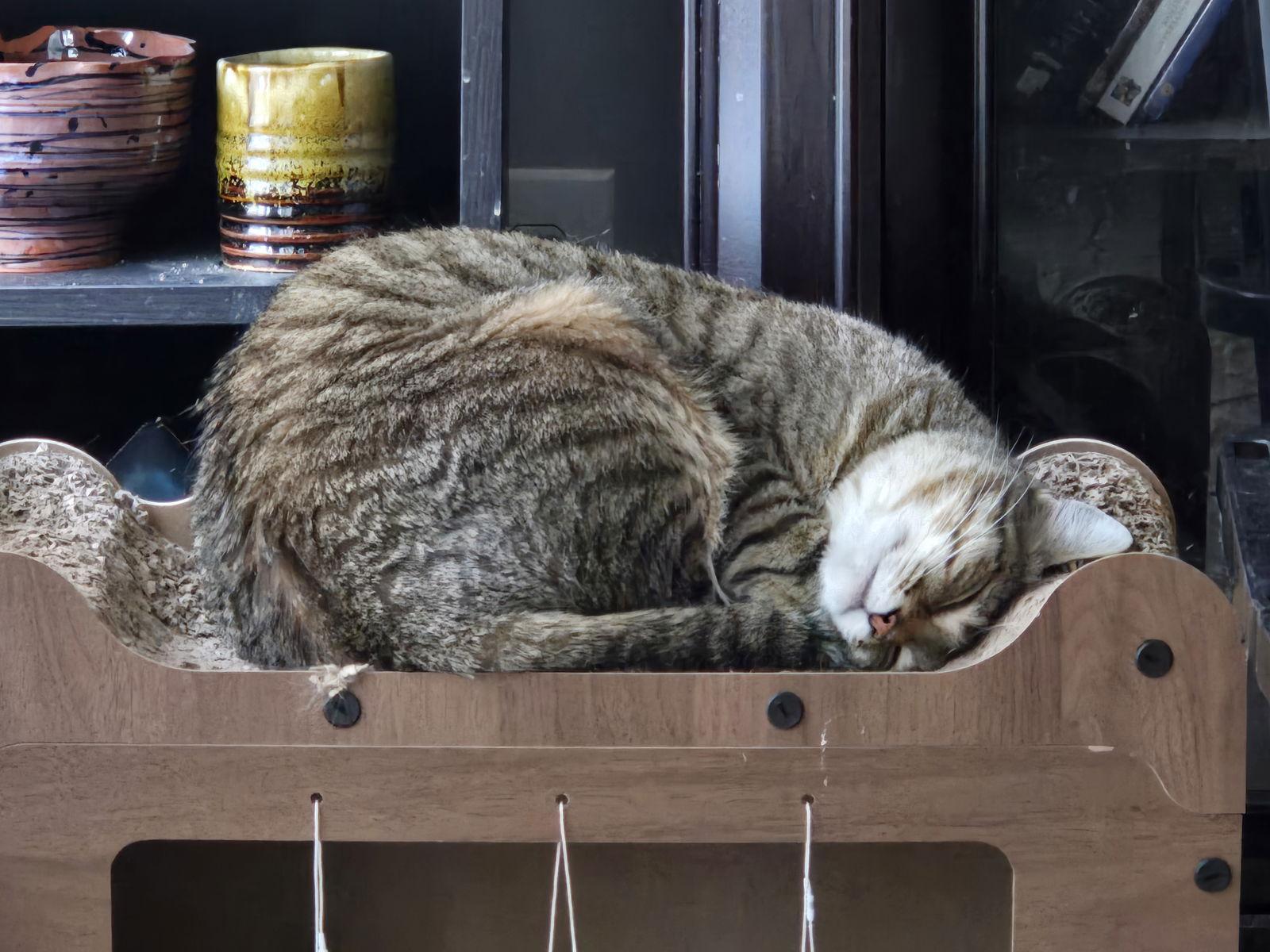 Enlarge Dawn 2025, a Adopted mixed breed in Norwood, OH image 2/3