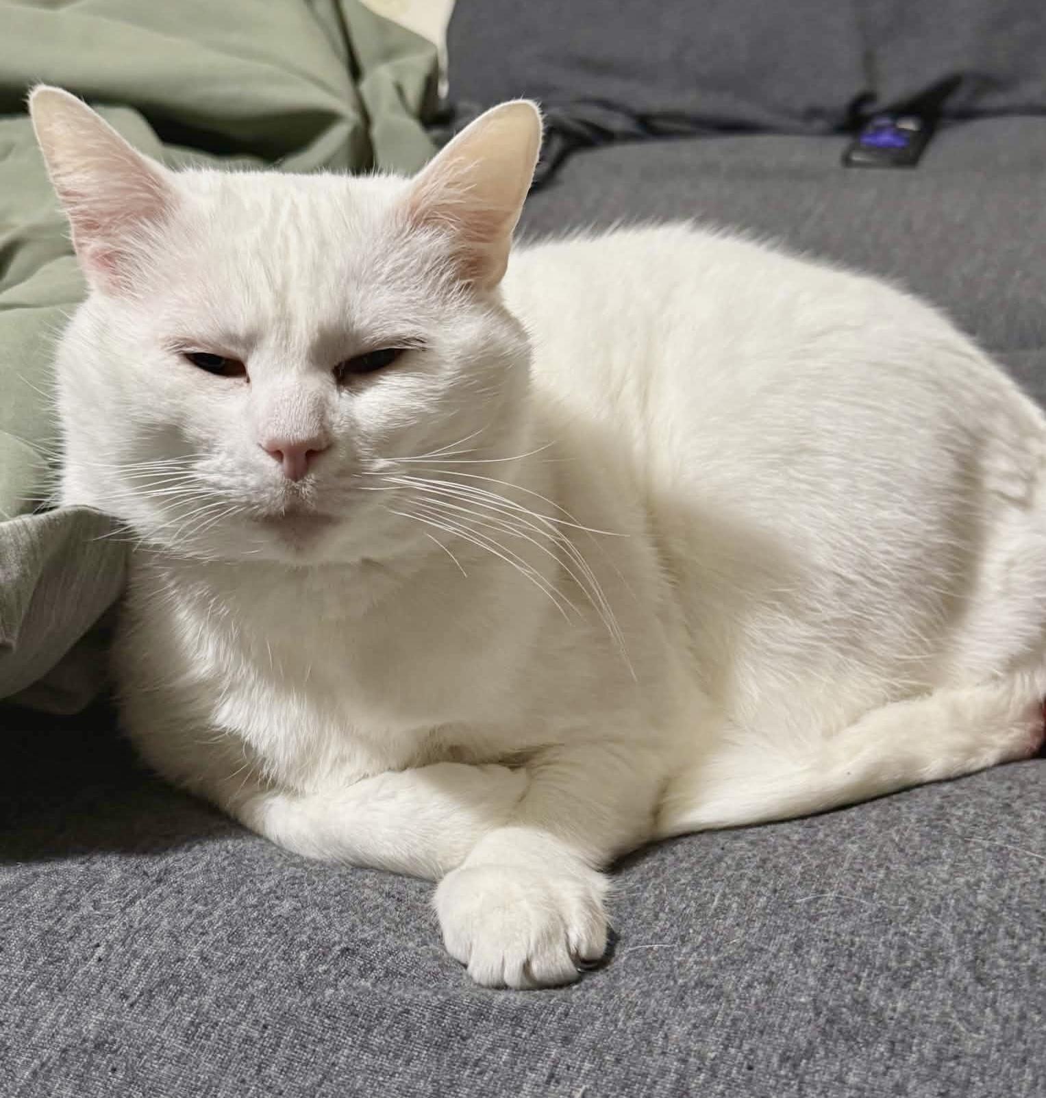 Enlarge Snowball (courtesy listing), an adopted Domestic Short Hair in Myrtle Beach, SC image 1/1