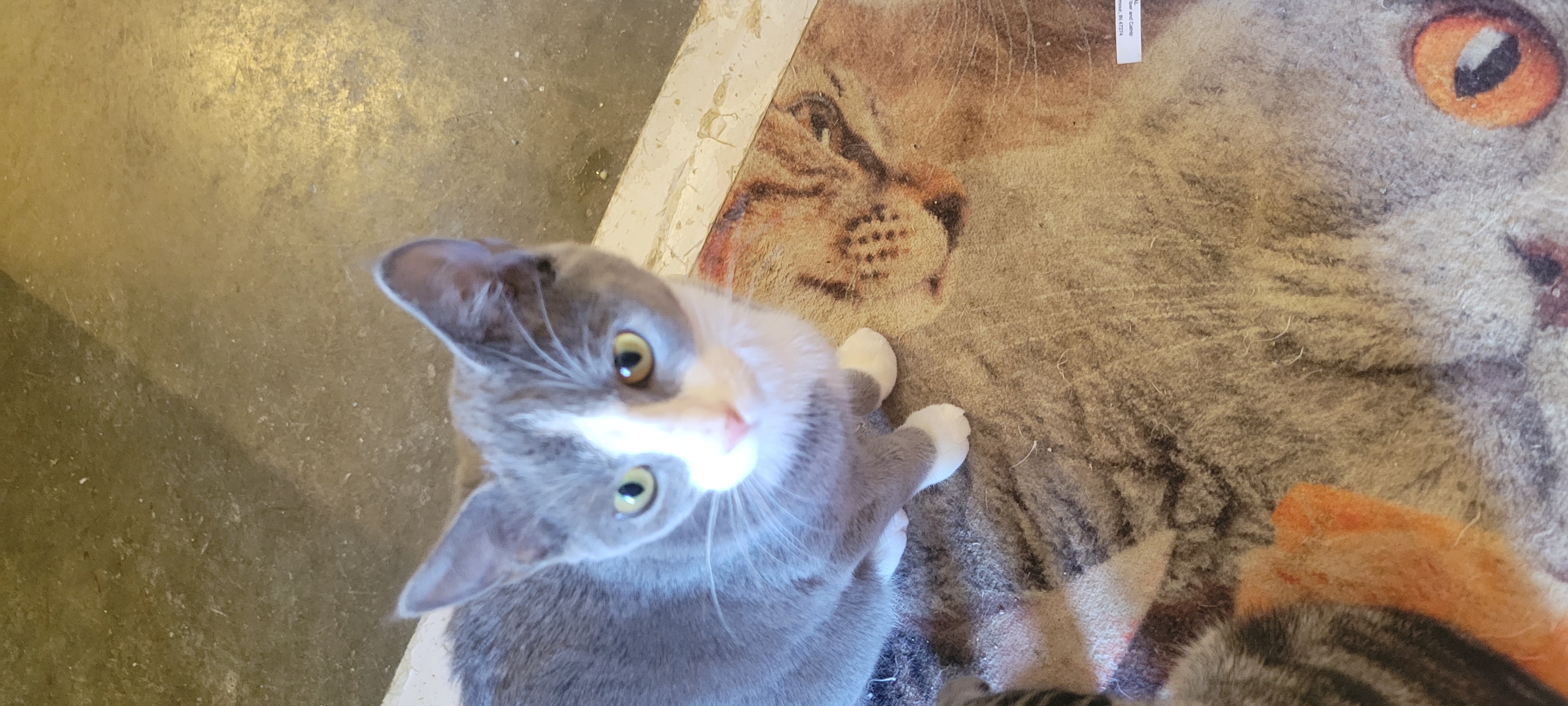 Princess Jasmine, Baby Female Domestic Short Hair