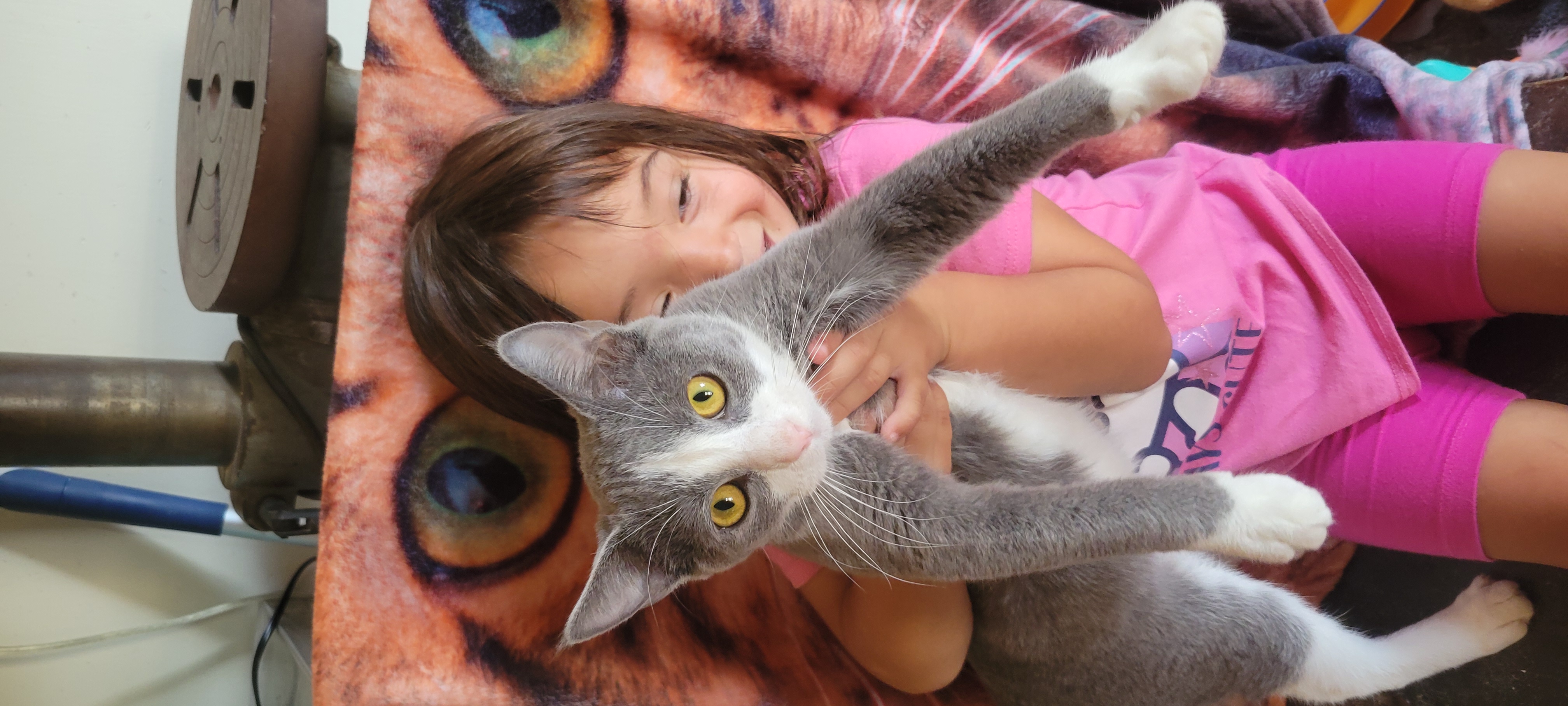 Enlarge Princess Jasmine, a Adoptable mixed breed in Racine, WI image 2/2