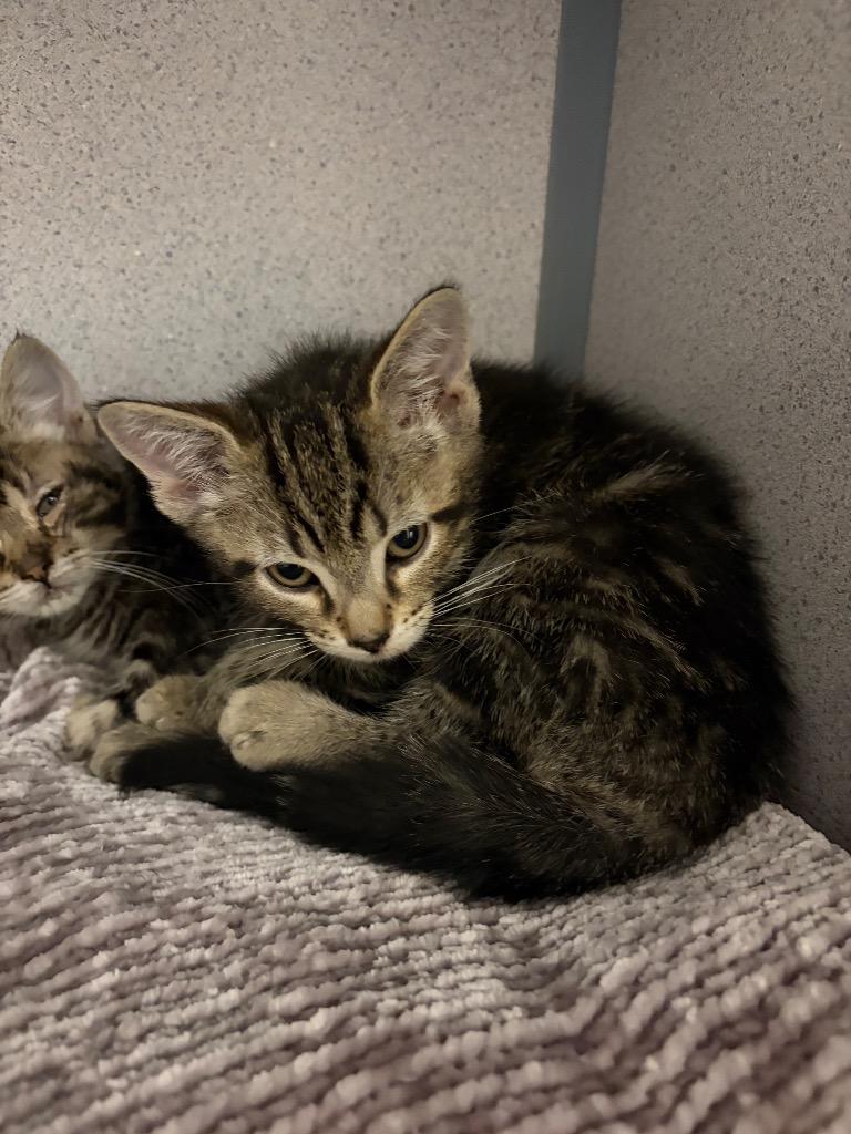 Enlarge Quinton, a Adopted mixed breed in Liverpool, NY image 1/1