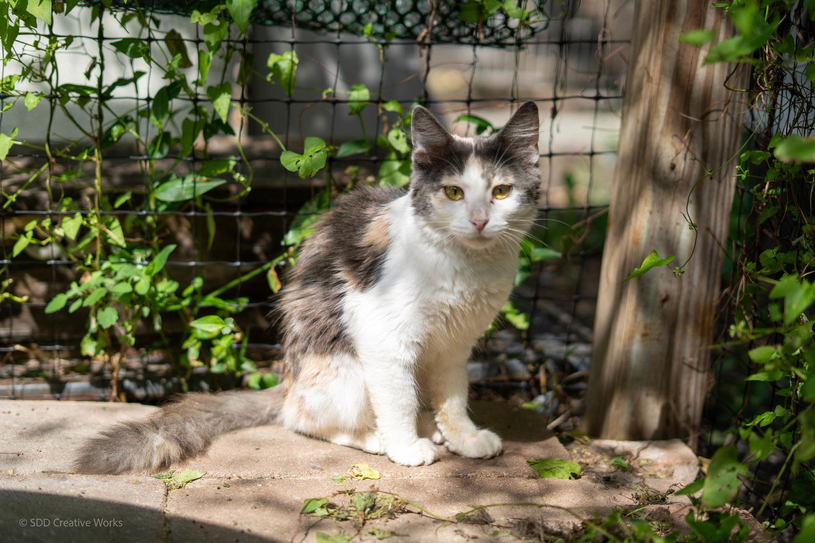 Enlarge Gigi, a Adoptable Domestic Short Hair in Maywood, IL image 1/1