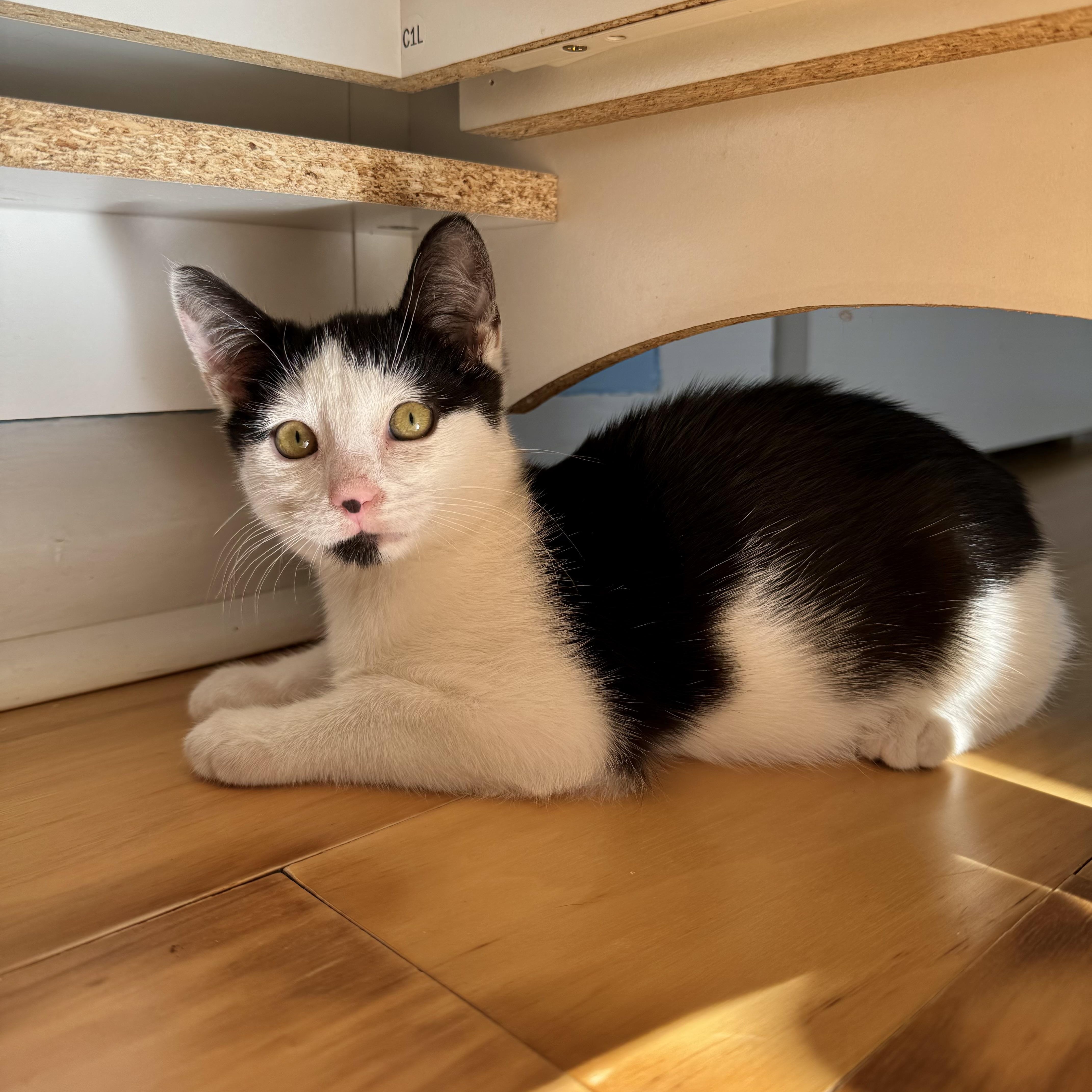 Enlarge Cosmo, an adopted Domestic Short Hair in Ramsey, NJ image 3/5