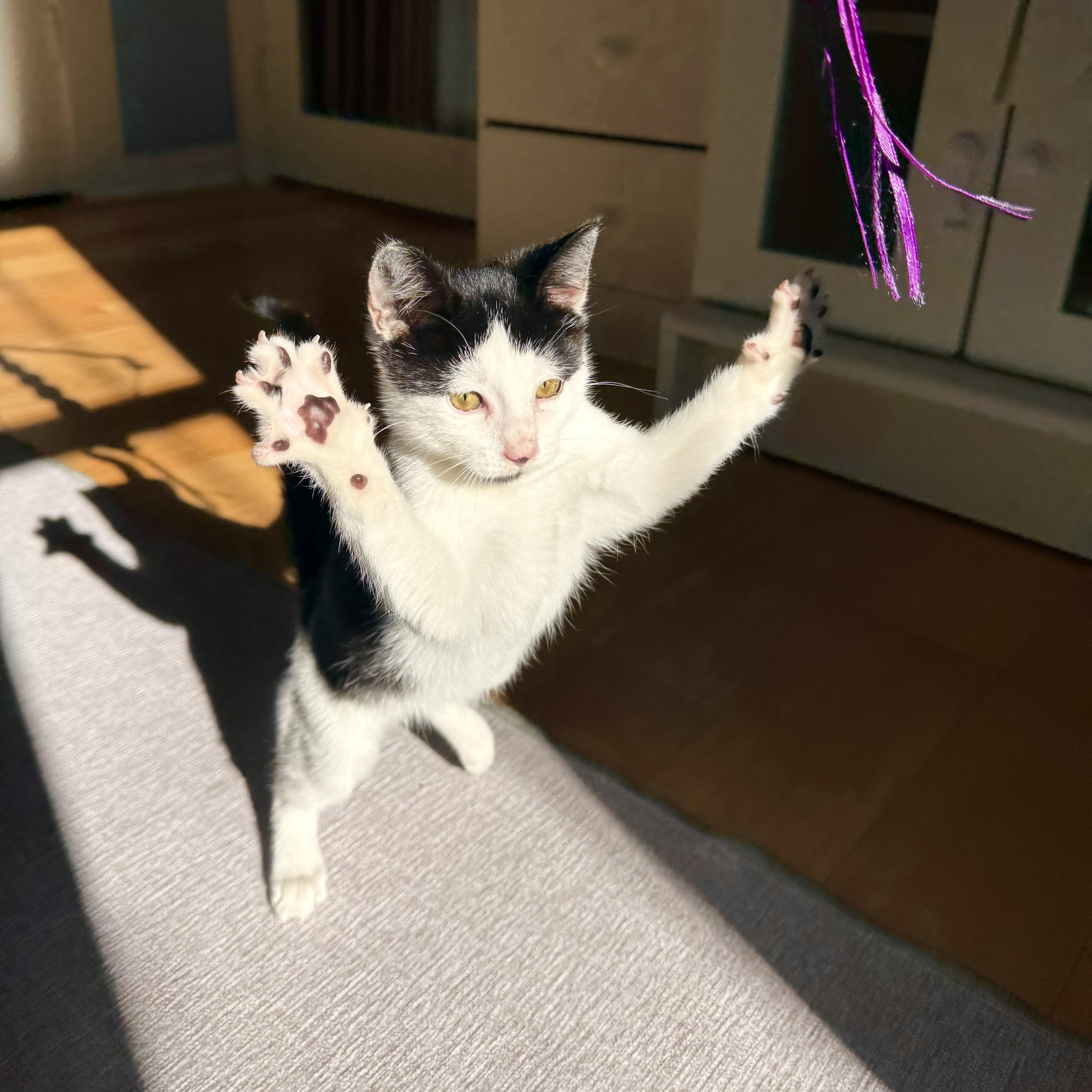 Enlarge Cosmo, an adopted Domestic Short Hair in Ramsey, NJ image 2/5