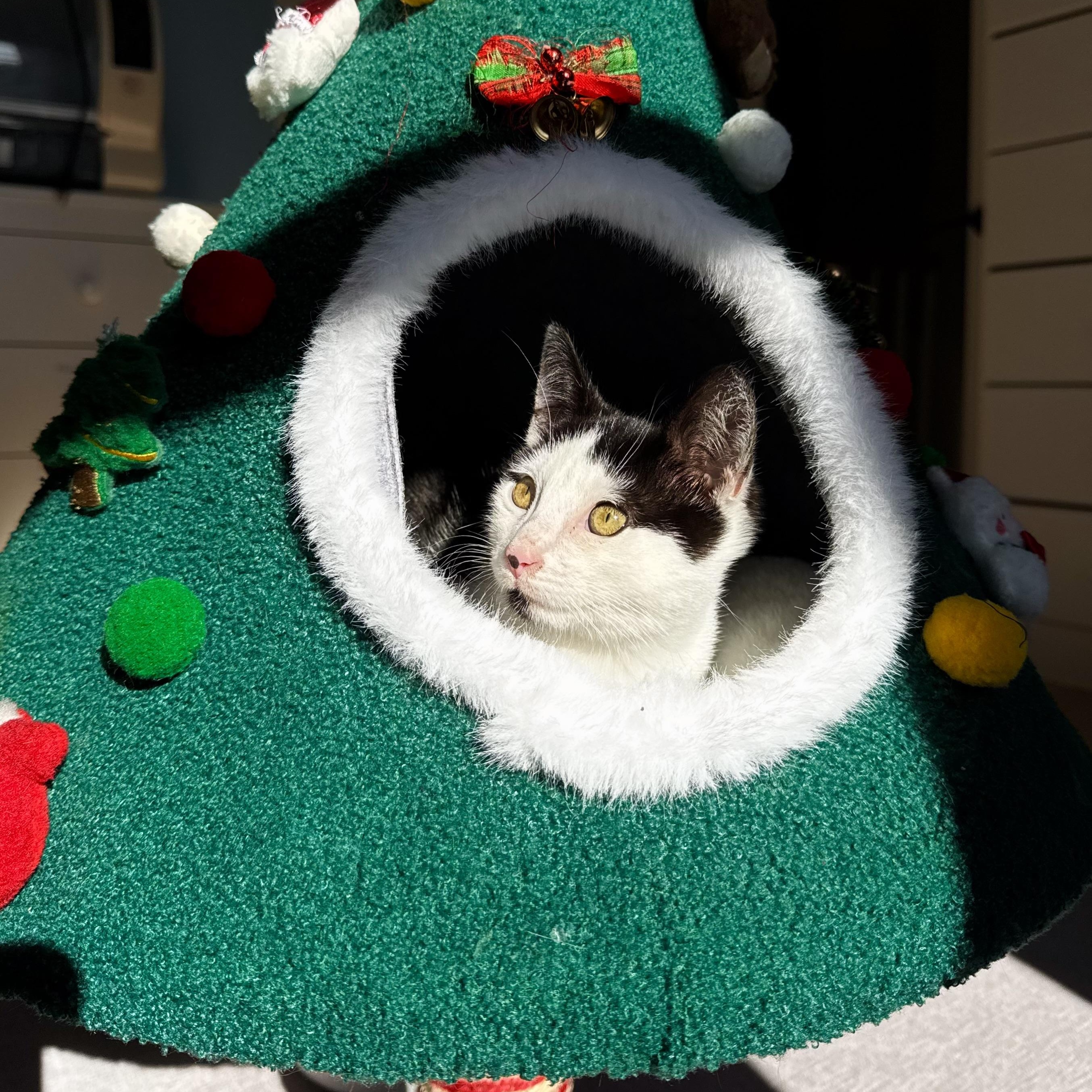 Enlarge Cosmo, an adopted Domestic Short Hair in Ramsey, NJ image 4/5