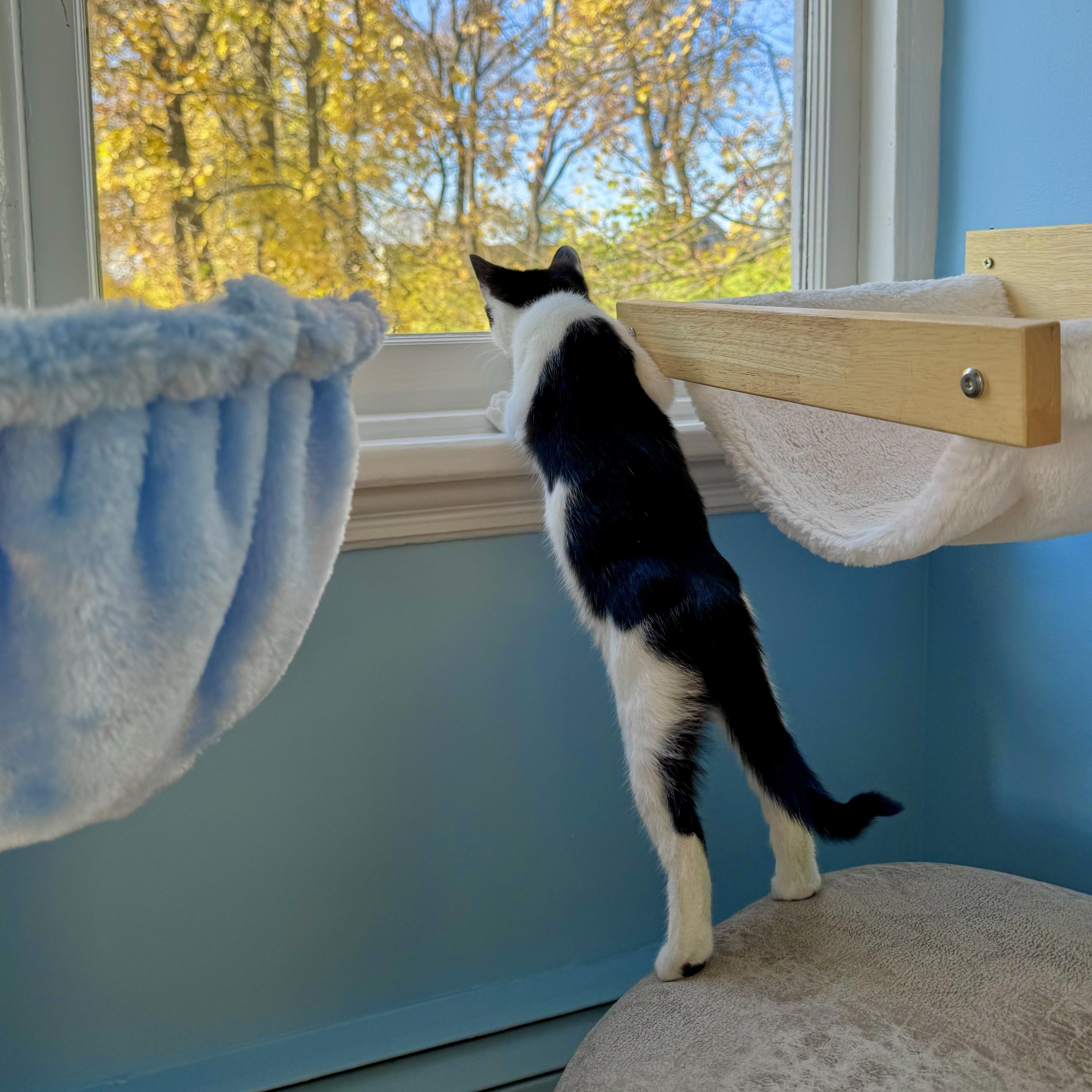 Enlarge Cosmo, an adopted Domestic Short Hair in Ramsey, NJ image 5/5