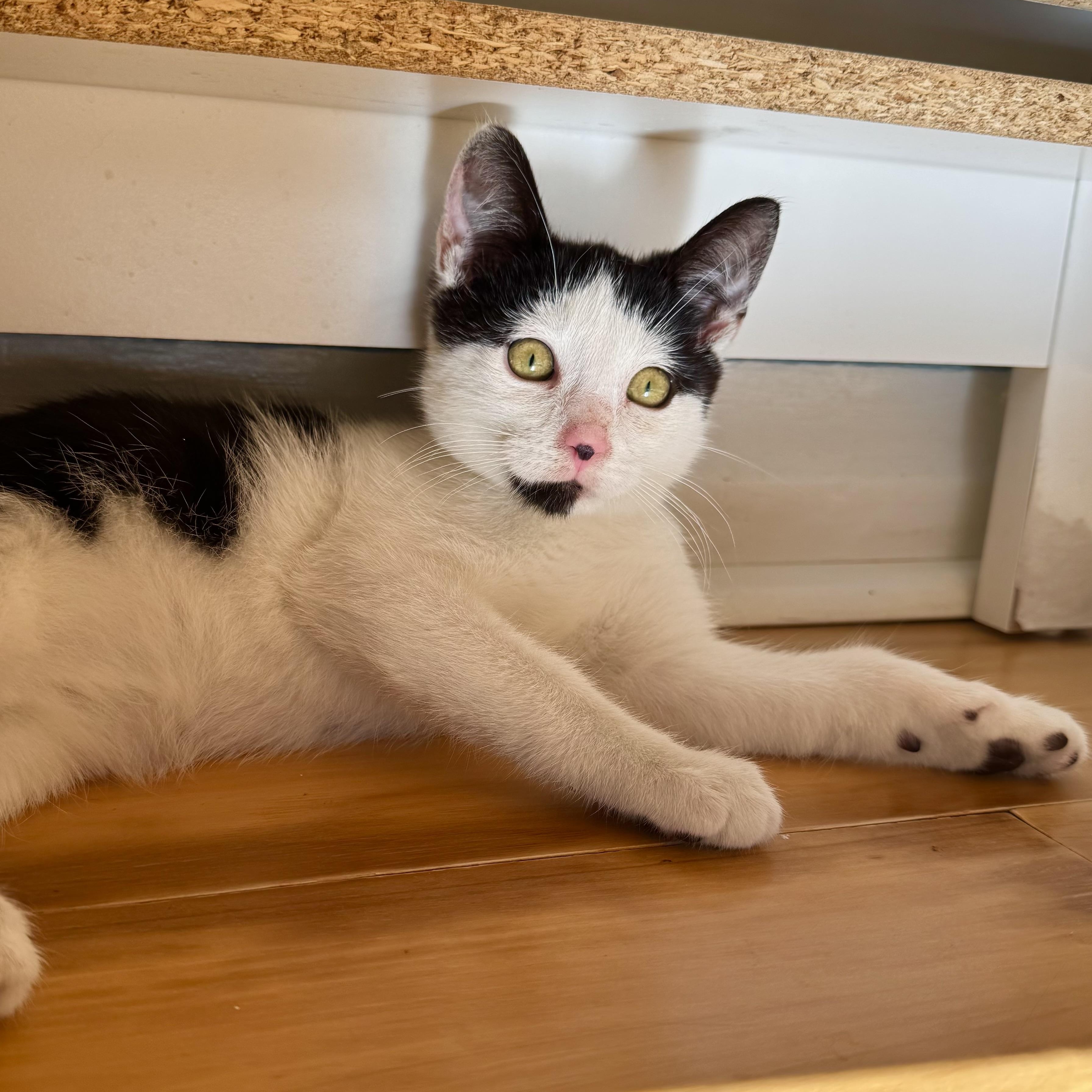 Enlarge Cosmo, an adopted Domestic Short Hair in Ramsey, NJ image 1/5