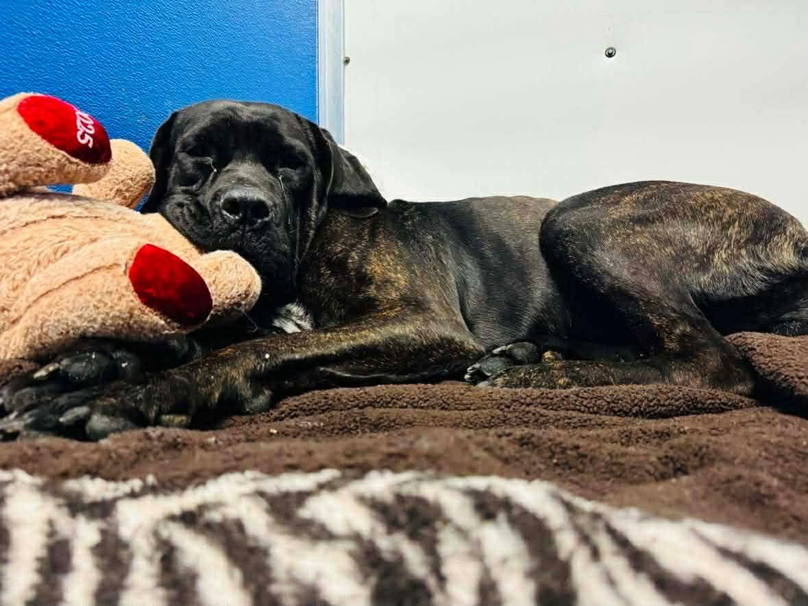 Elenor, ADOPTABLE, Adult Female Mastiff.