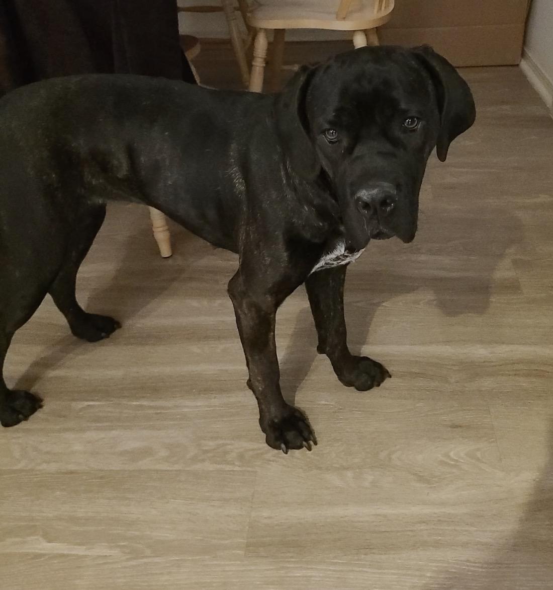 Enlarge Elenor, an adoptable Mastiff in Elizabeth, CO image 1/3