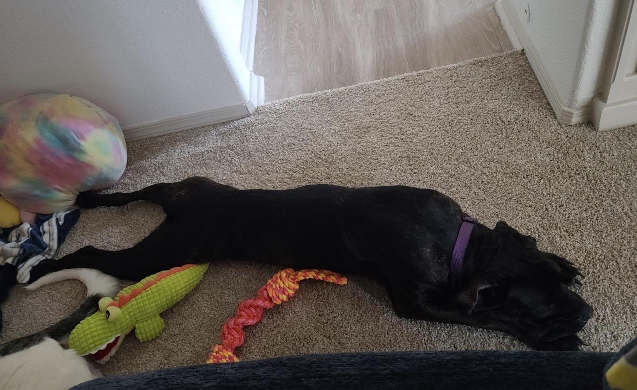 Enlarge Elenor, an adoptable Mastiff in Elizabeth, CO image 2/3