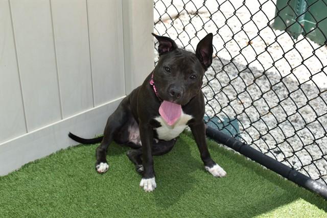 BEULAH, Adoptable, Adult Female Pit Bull Terrier.