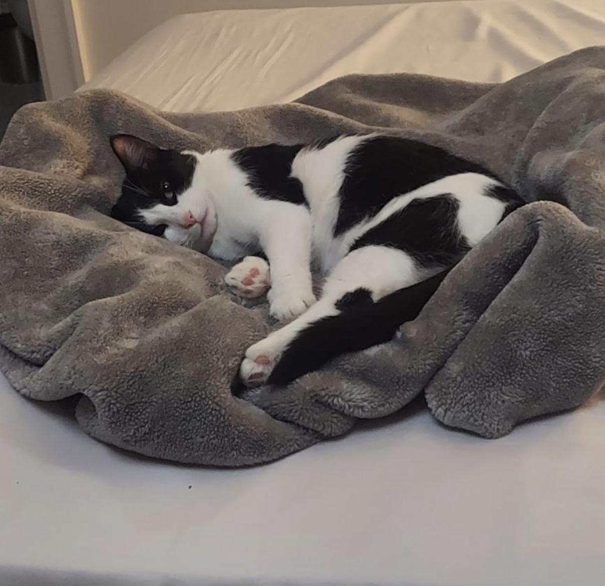 Enlarge Stardust, an adoption pending Domestic Short Hair in Alexandria, VA image 5/6