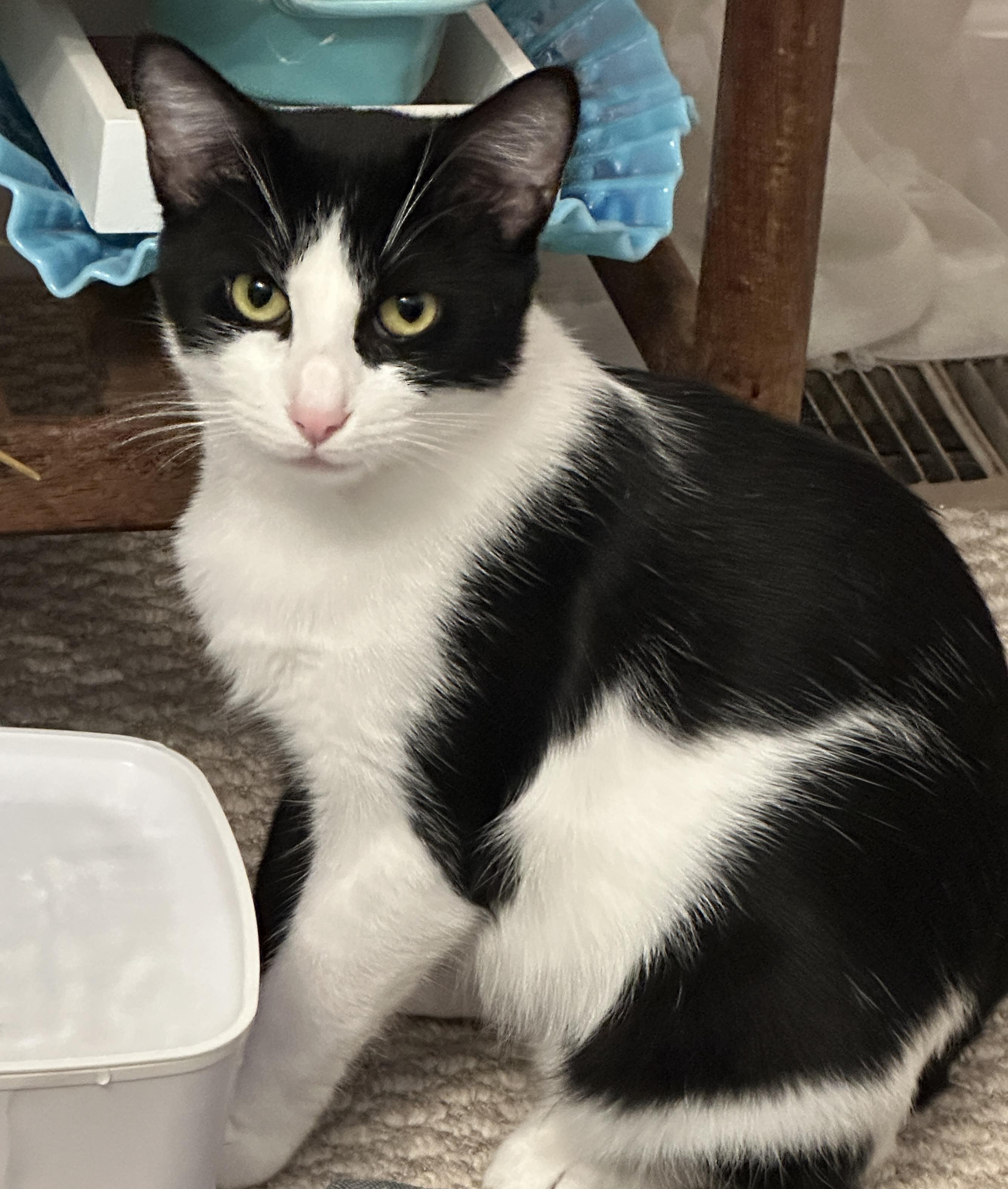 Stardust, Adoptable, Adult Female Domestic Short Hair.