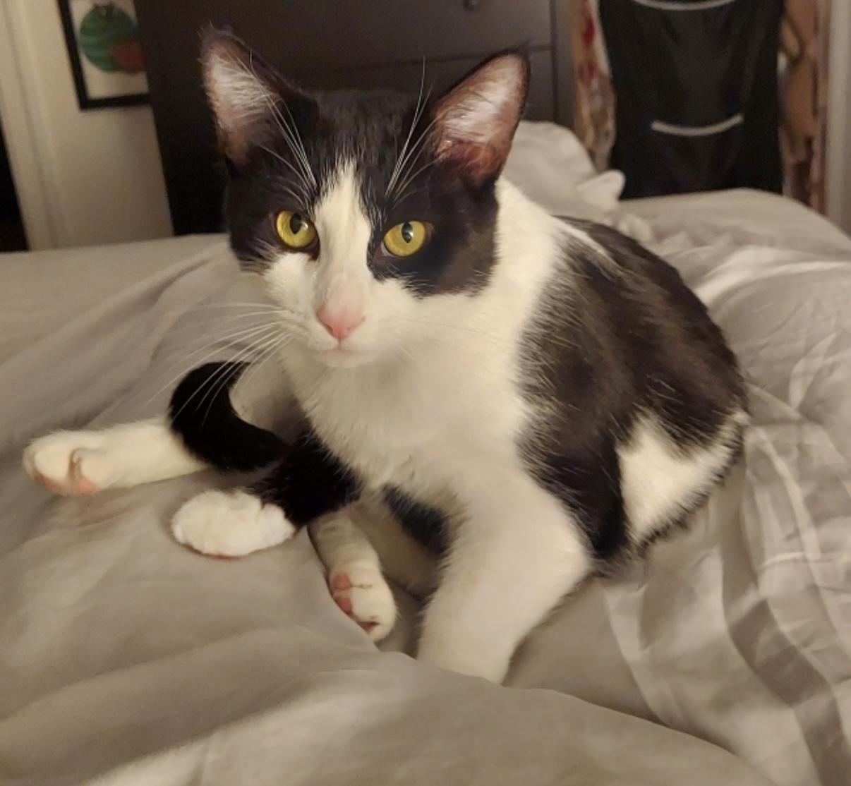 Enlarge Stardust, an adoption pending Domestic Short Hair in Alexandria, VA image 3/6